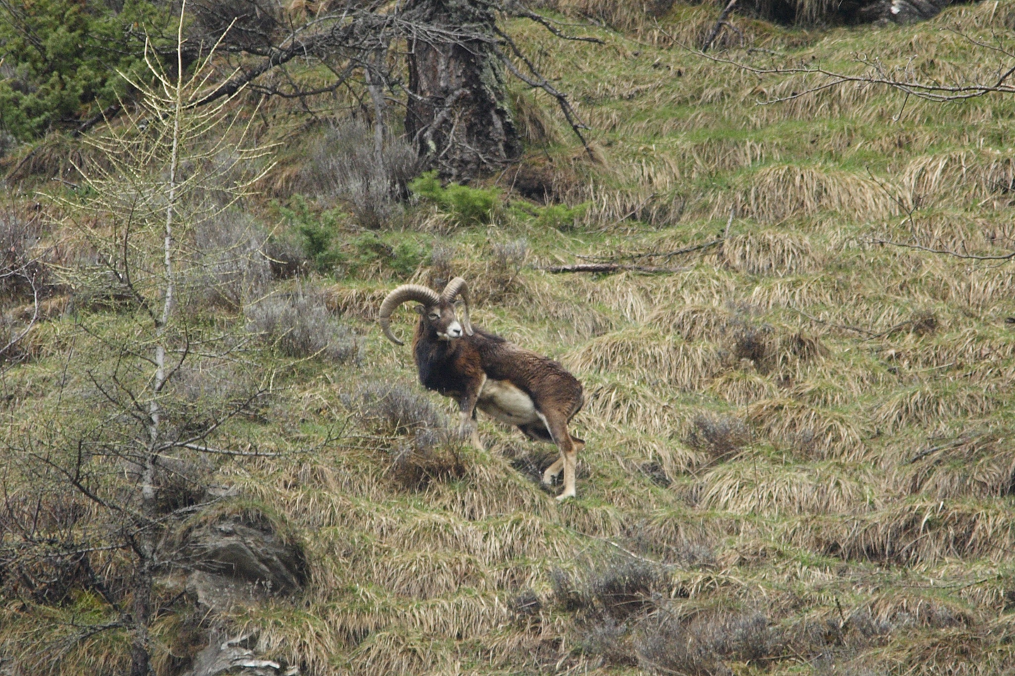 Mouflon of roburent