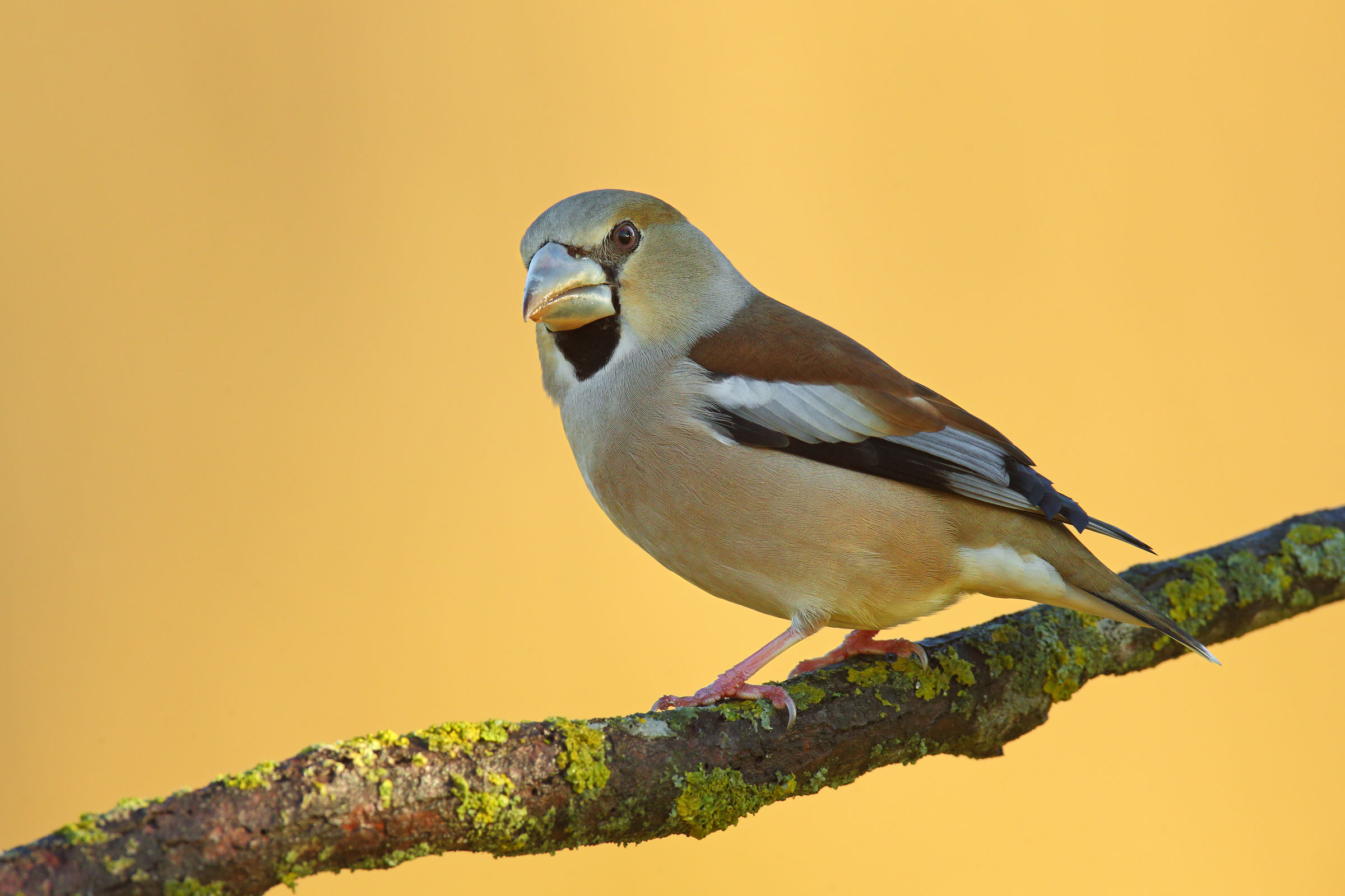 Hawfinch