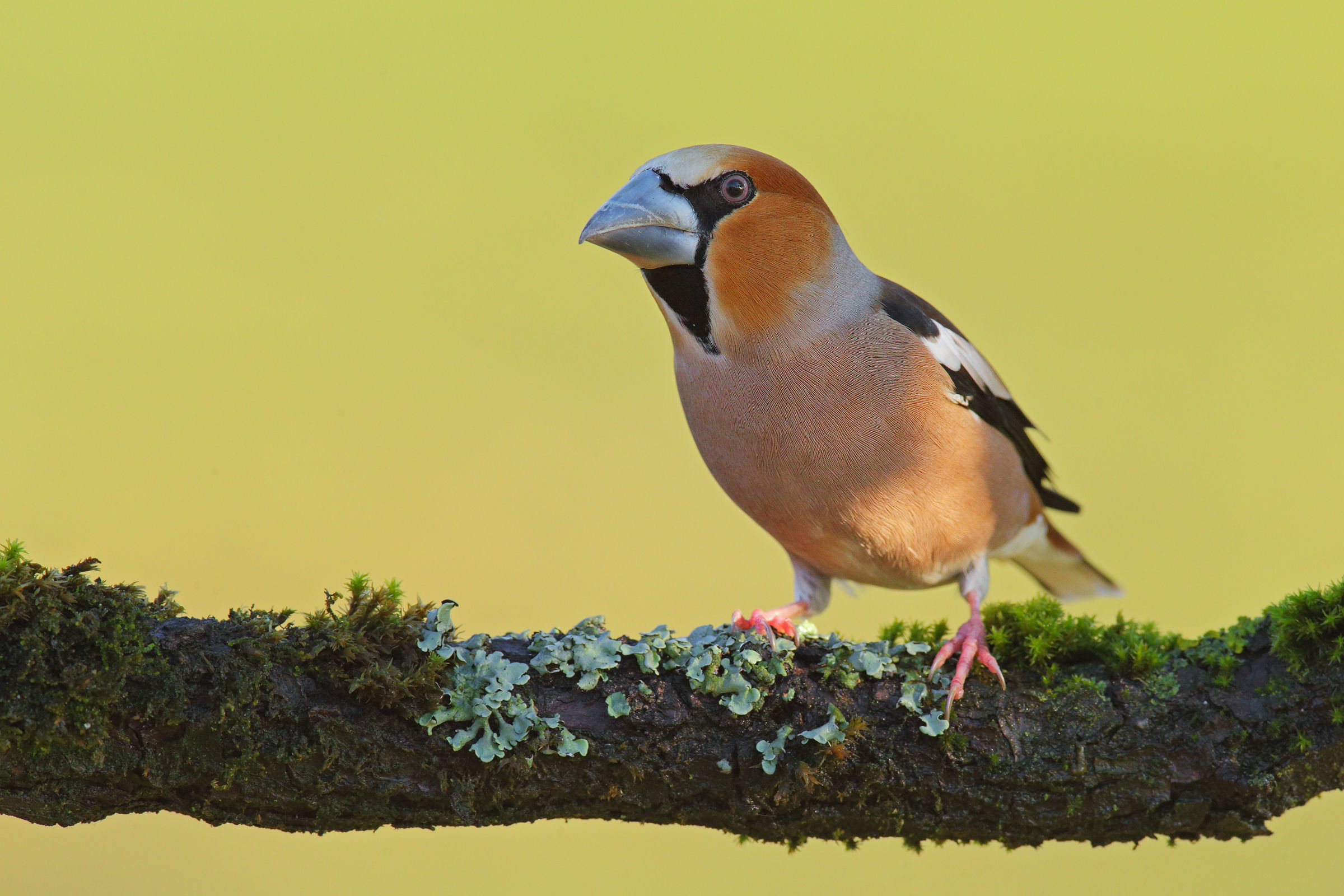 Hawfinch
