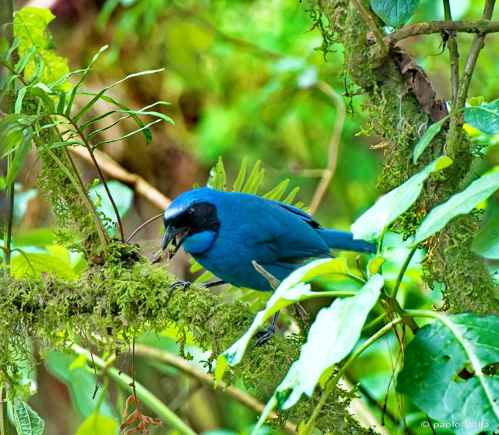 Masked Flowerpiercer (Diglossa Cyanea)