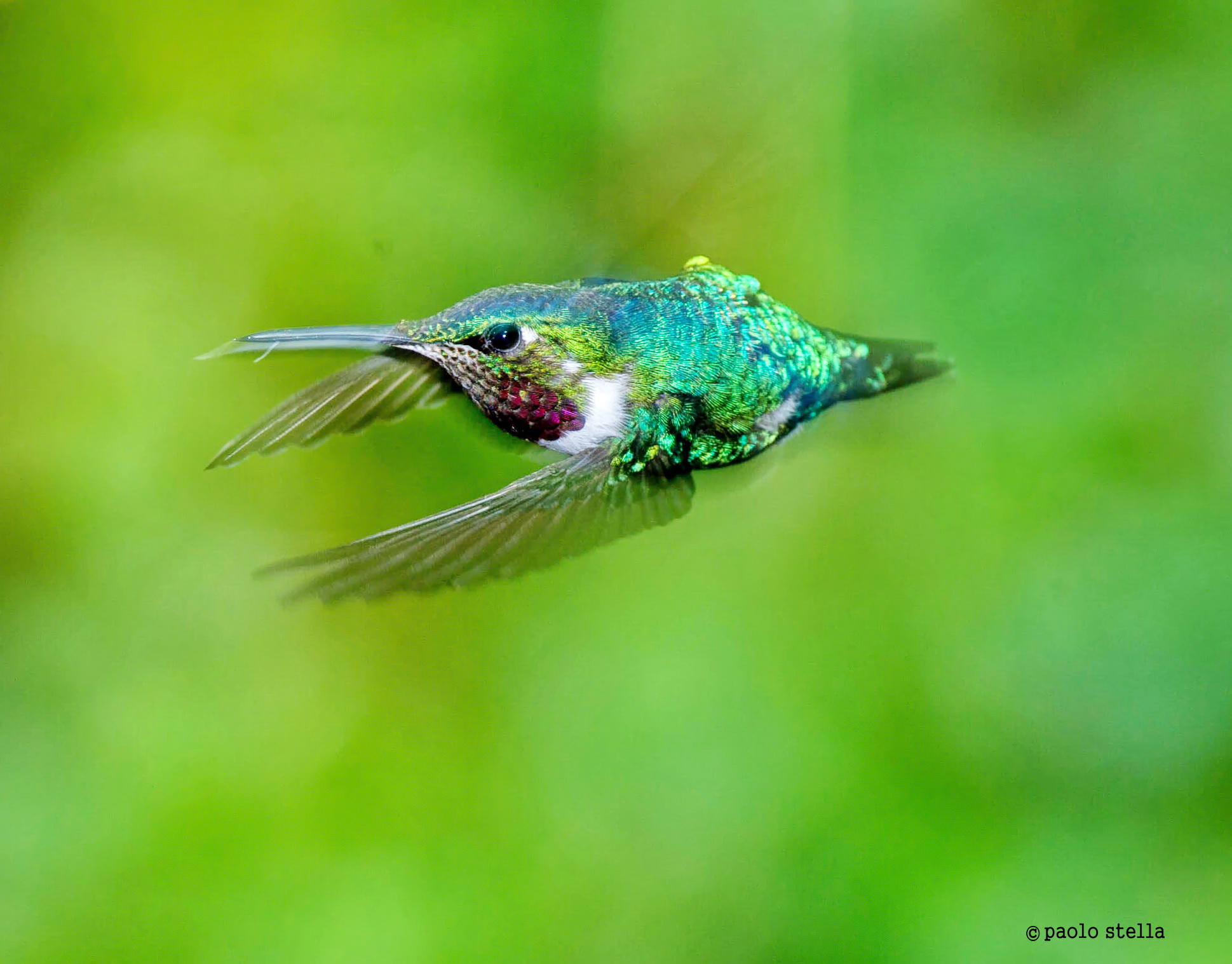 white-bellied woodstar (Chaetocercus Mulsant)