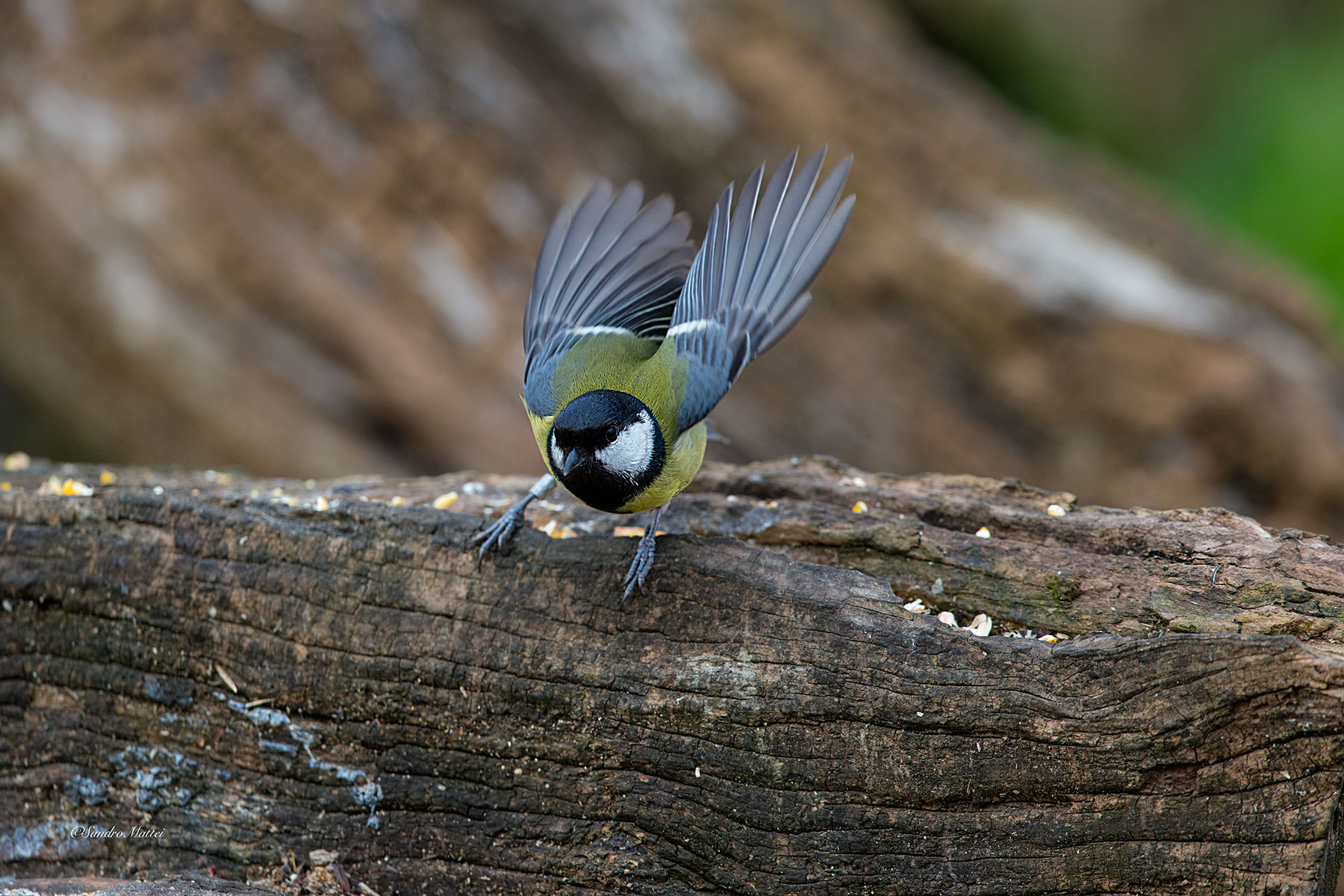 (Tit) .... now I have to go .......