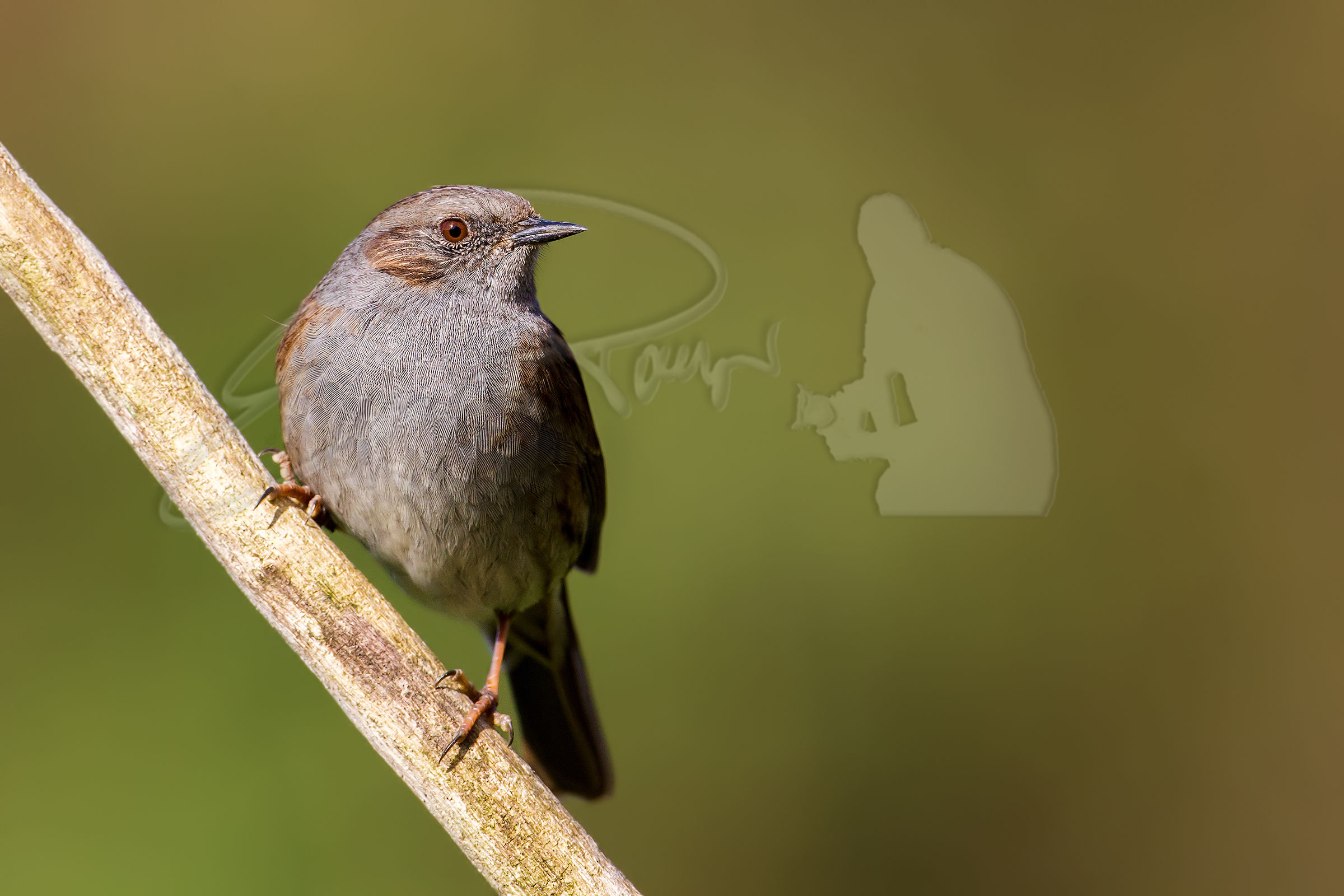 Dunnock