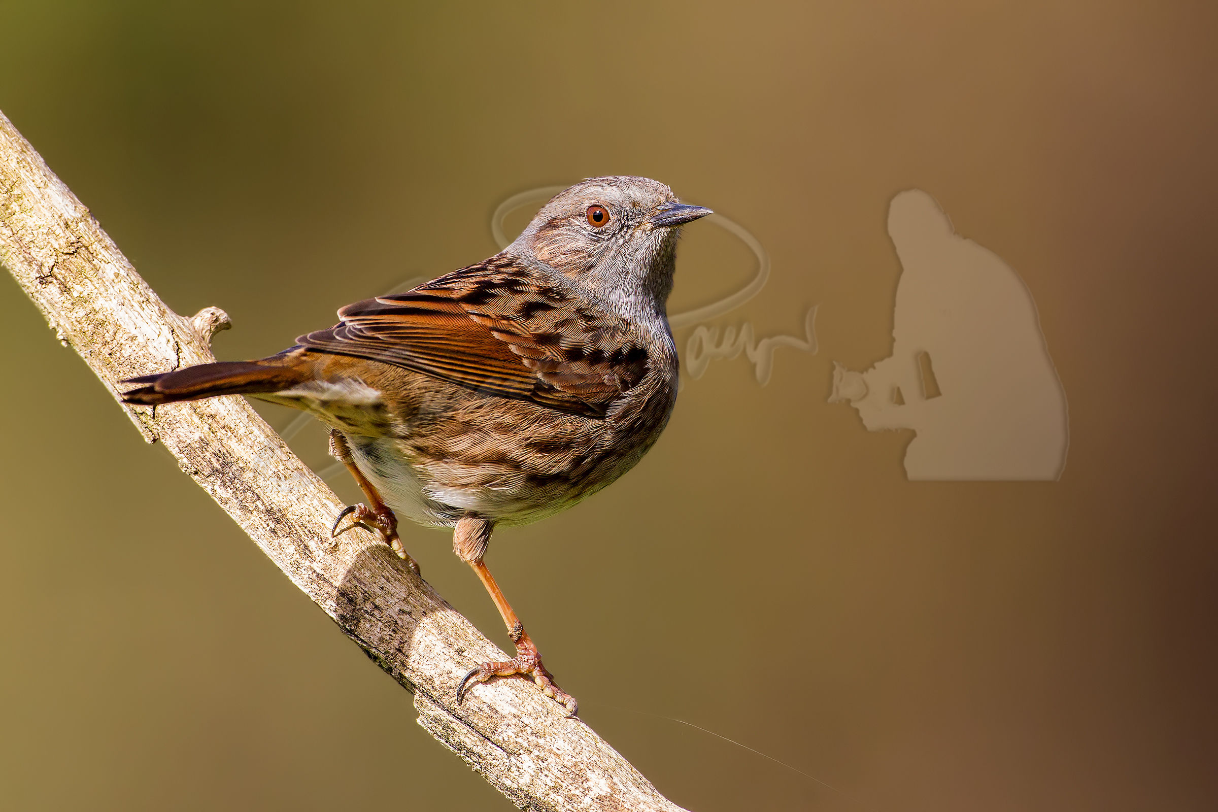Dunnock