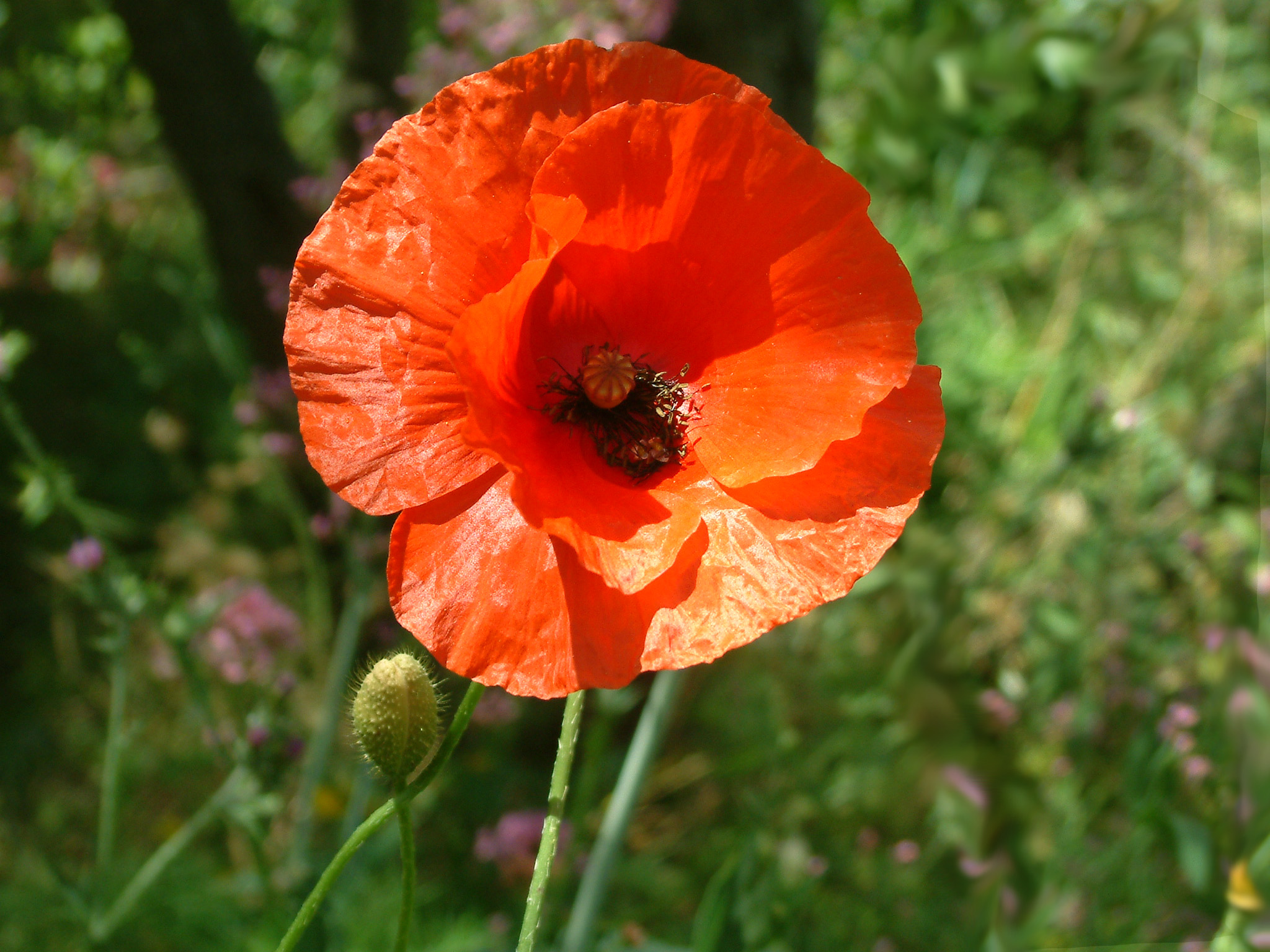 red poppy