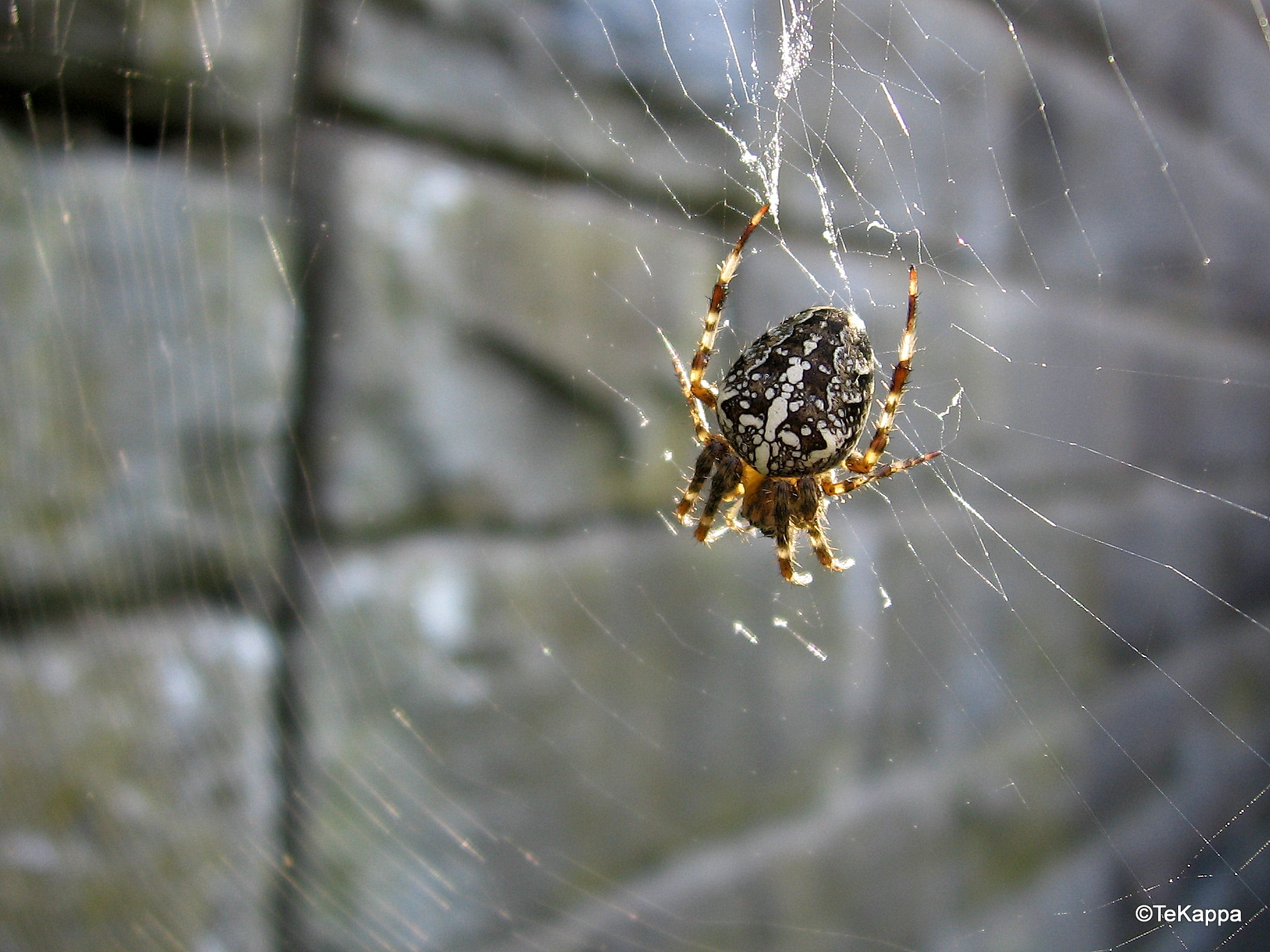 Araneus diadematus