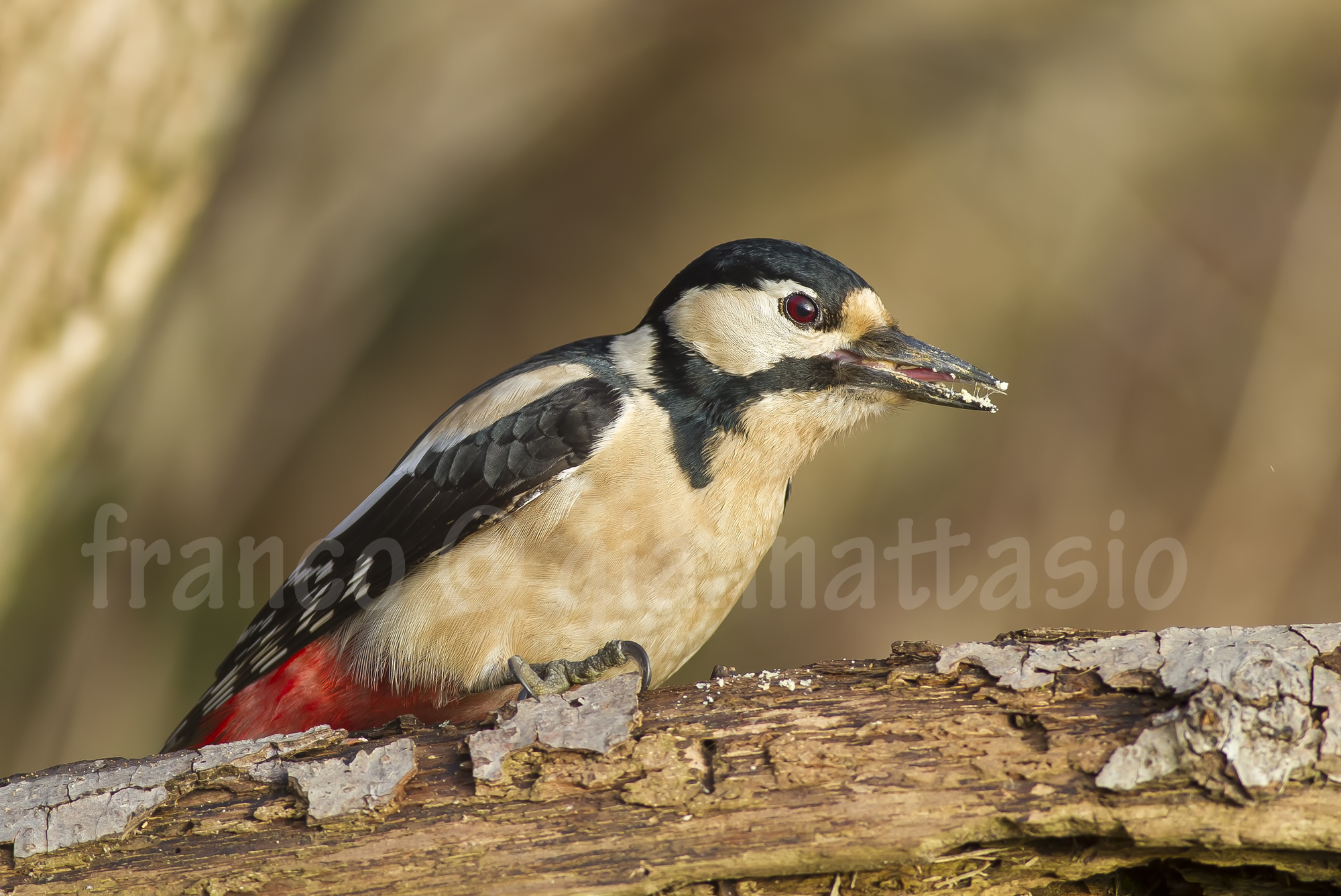 A woodpecker is 300 km