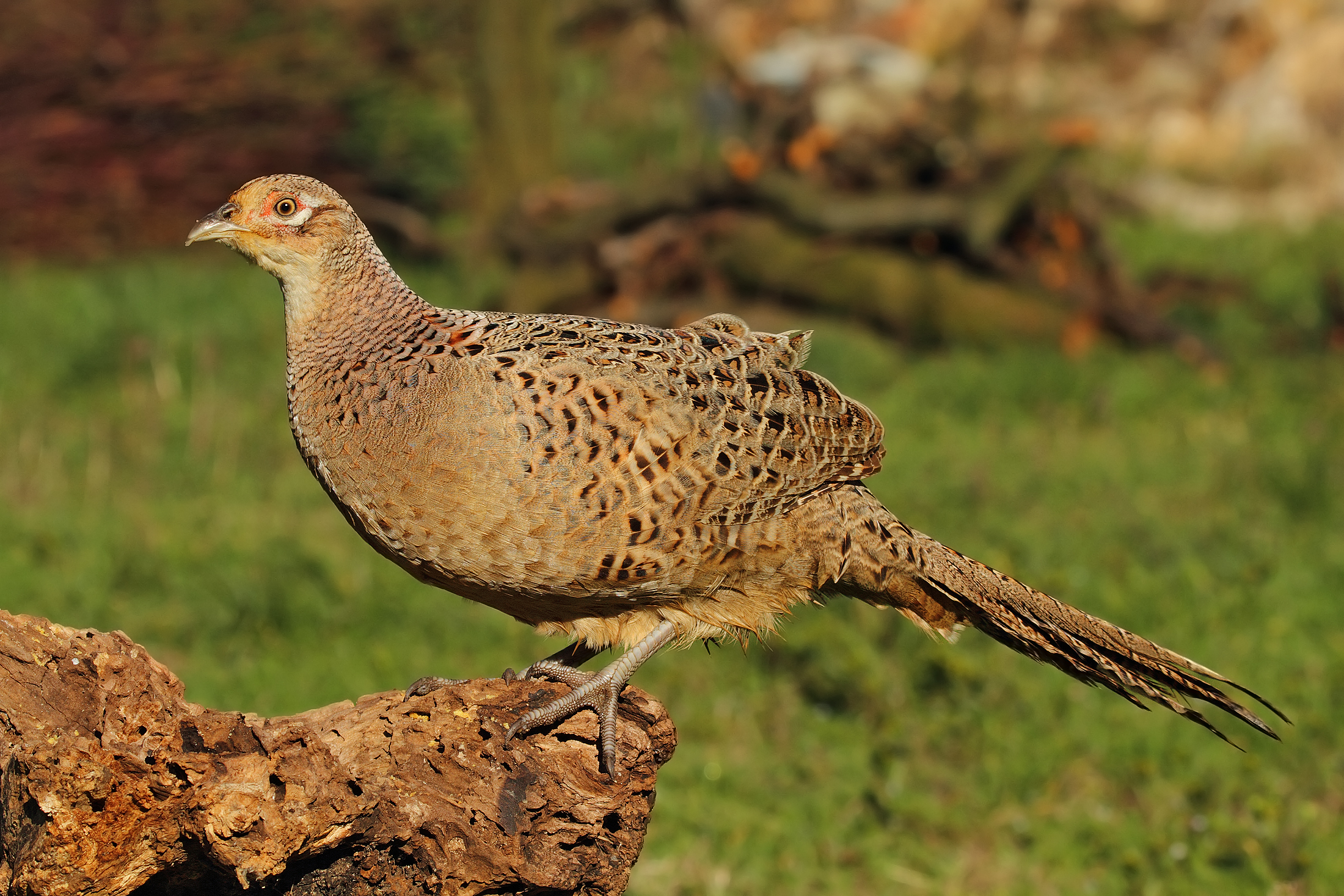 The surprise ........