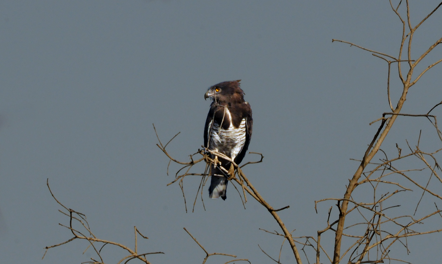 Crowned Eagle - Stephanoaetus coronatus - Etiopia