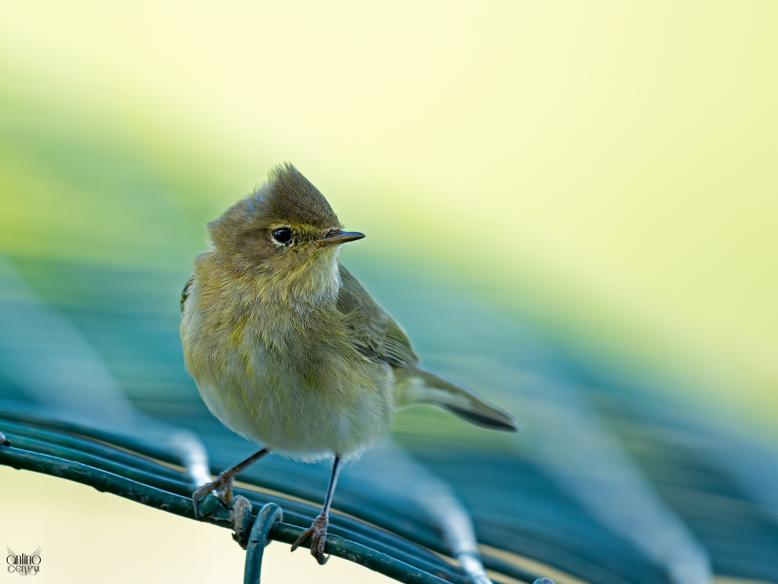 A Chiffchaff small