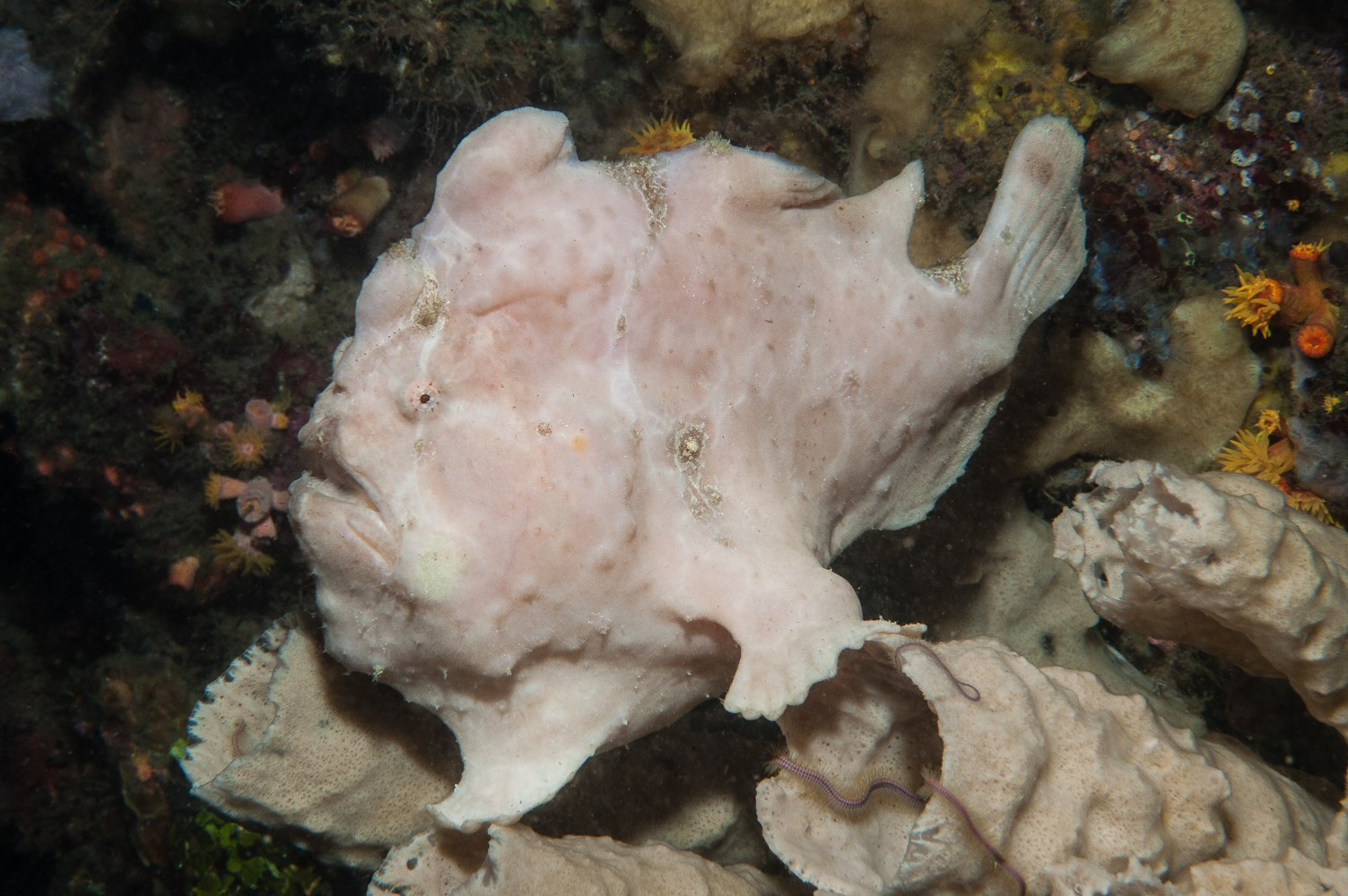 antennarius commersoni