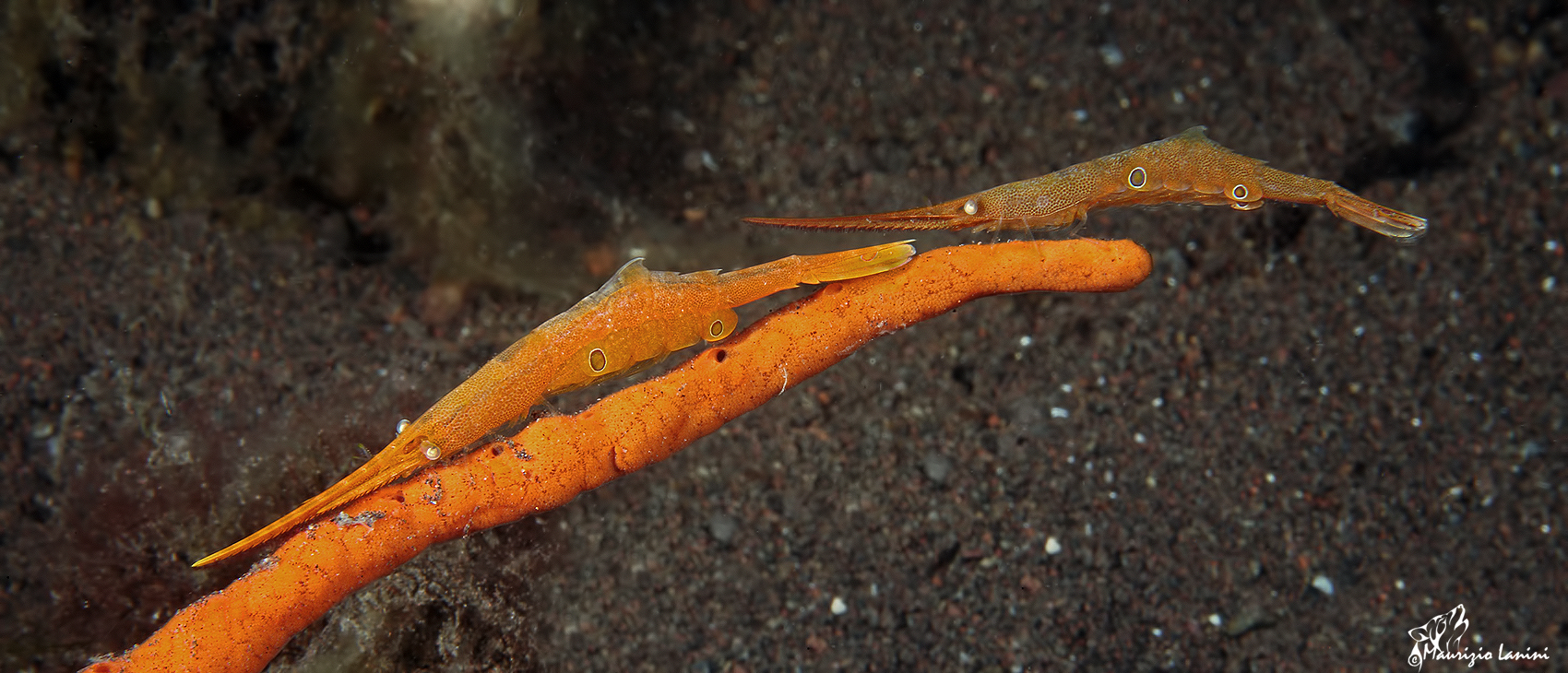 Pair of shrimp razor