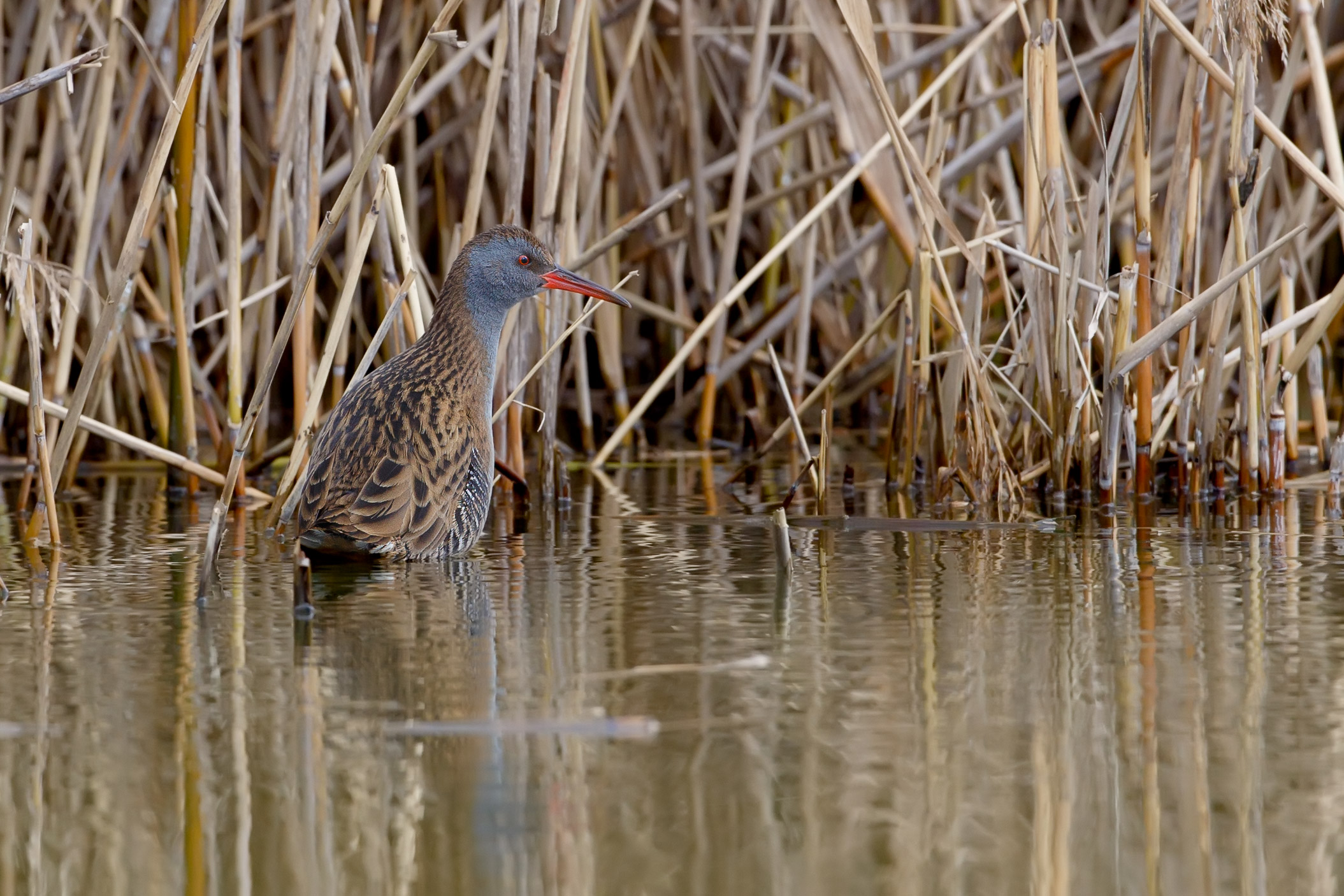 Se scatti ancora vado dentro