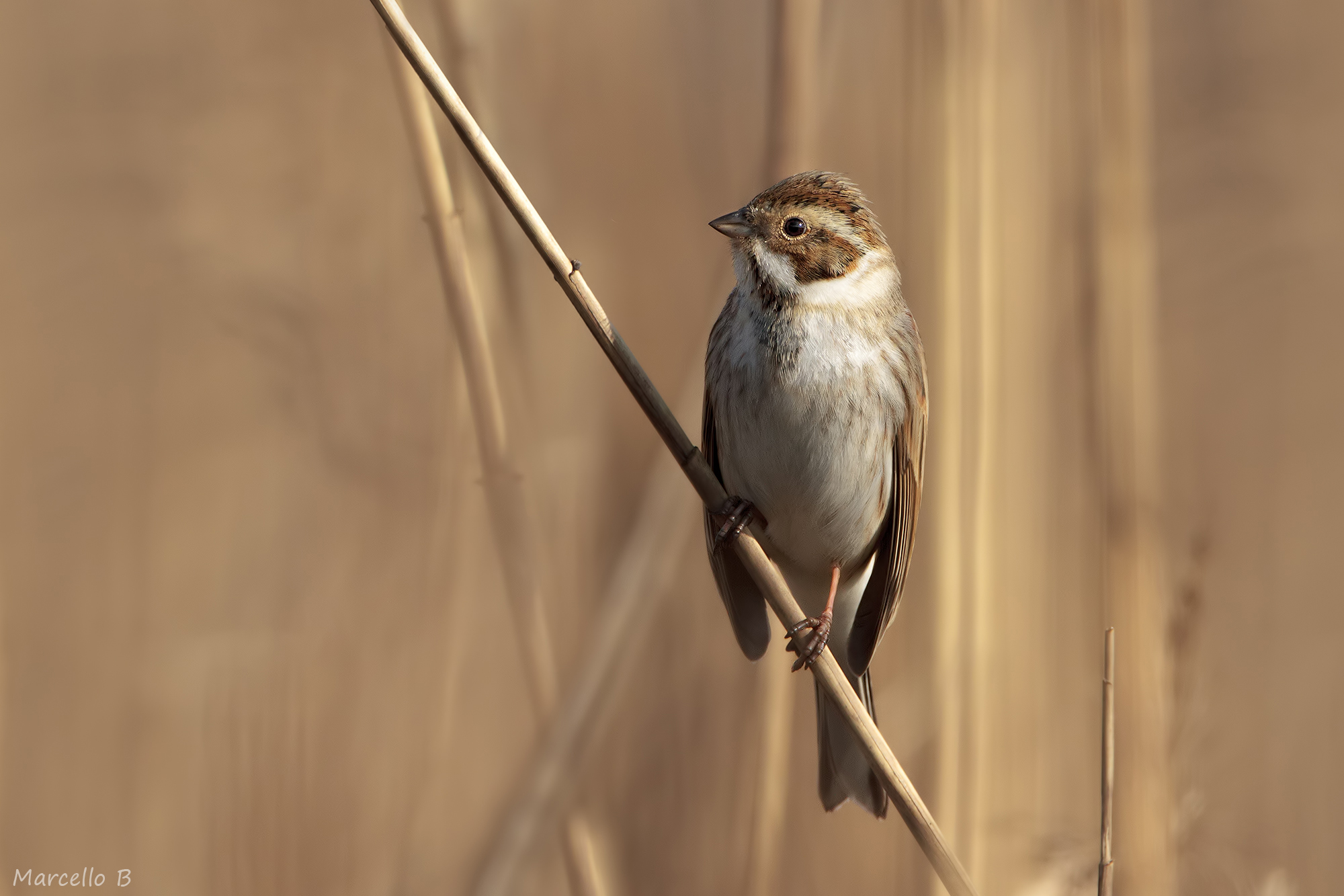 Migliarino di Palude