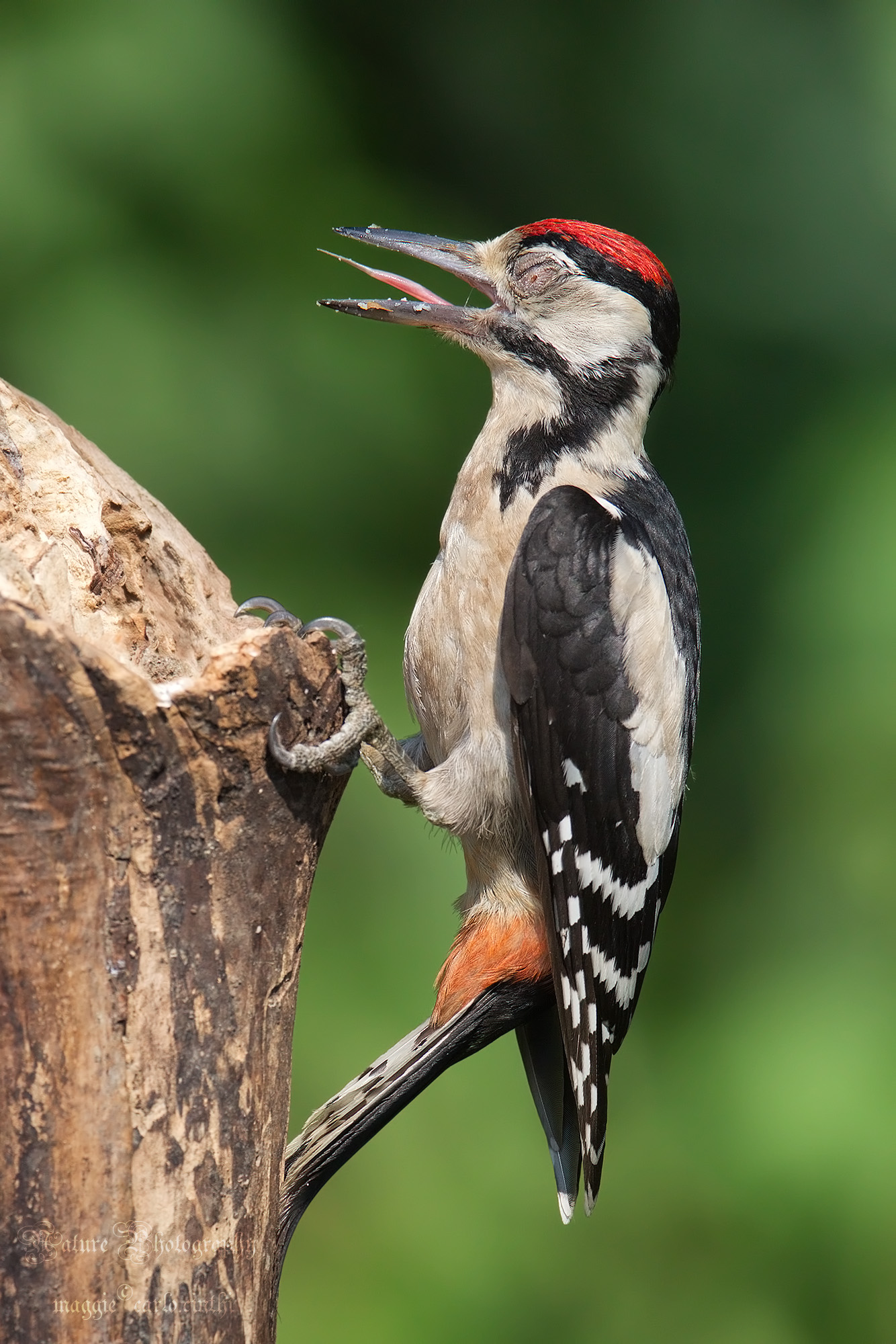 Young woodpecker