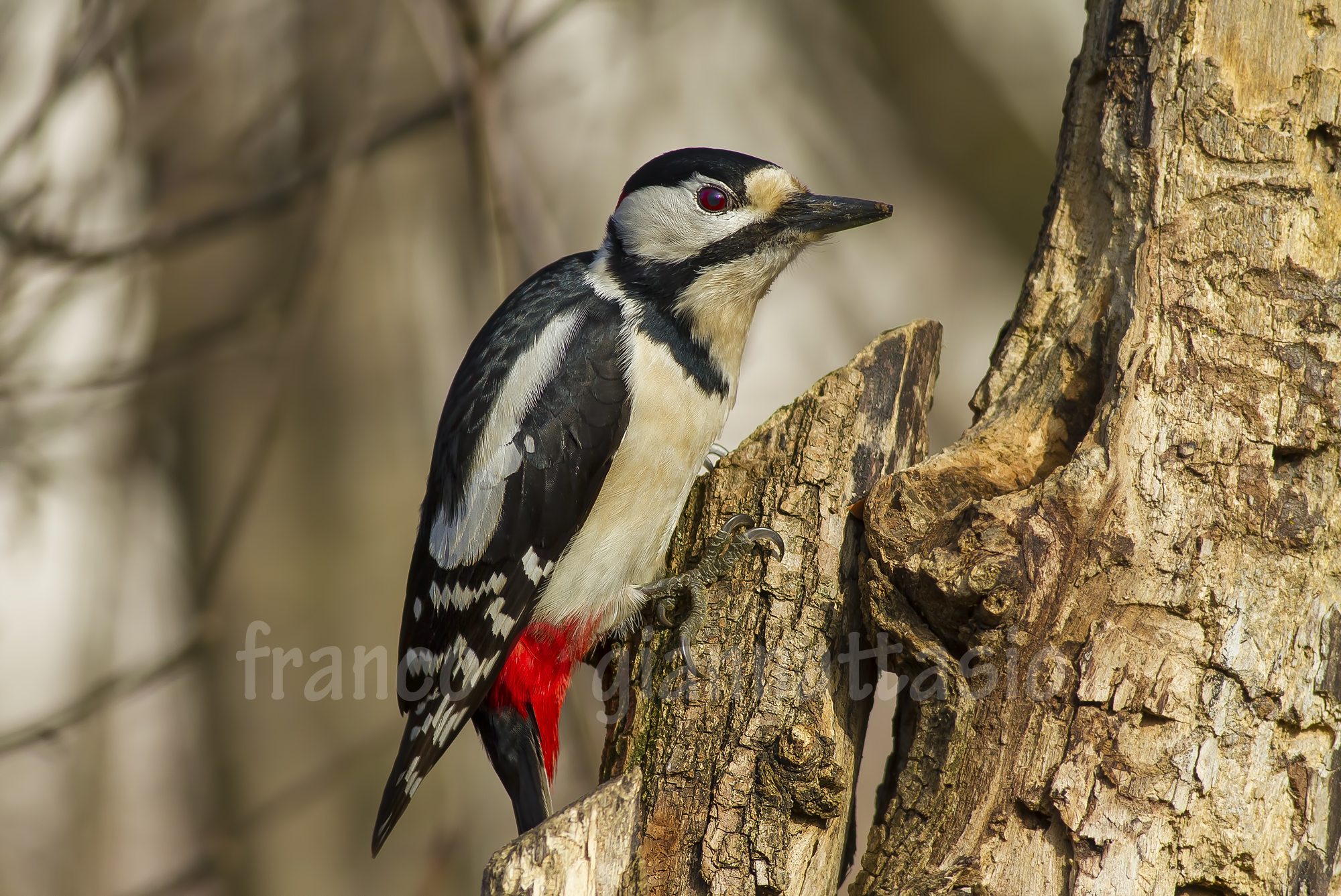 Great Spotted Woodpecker.