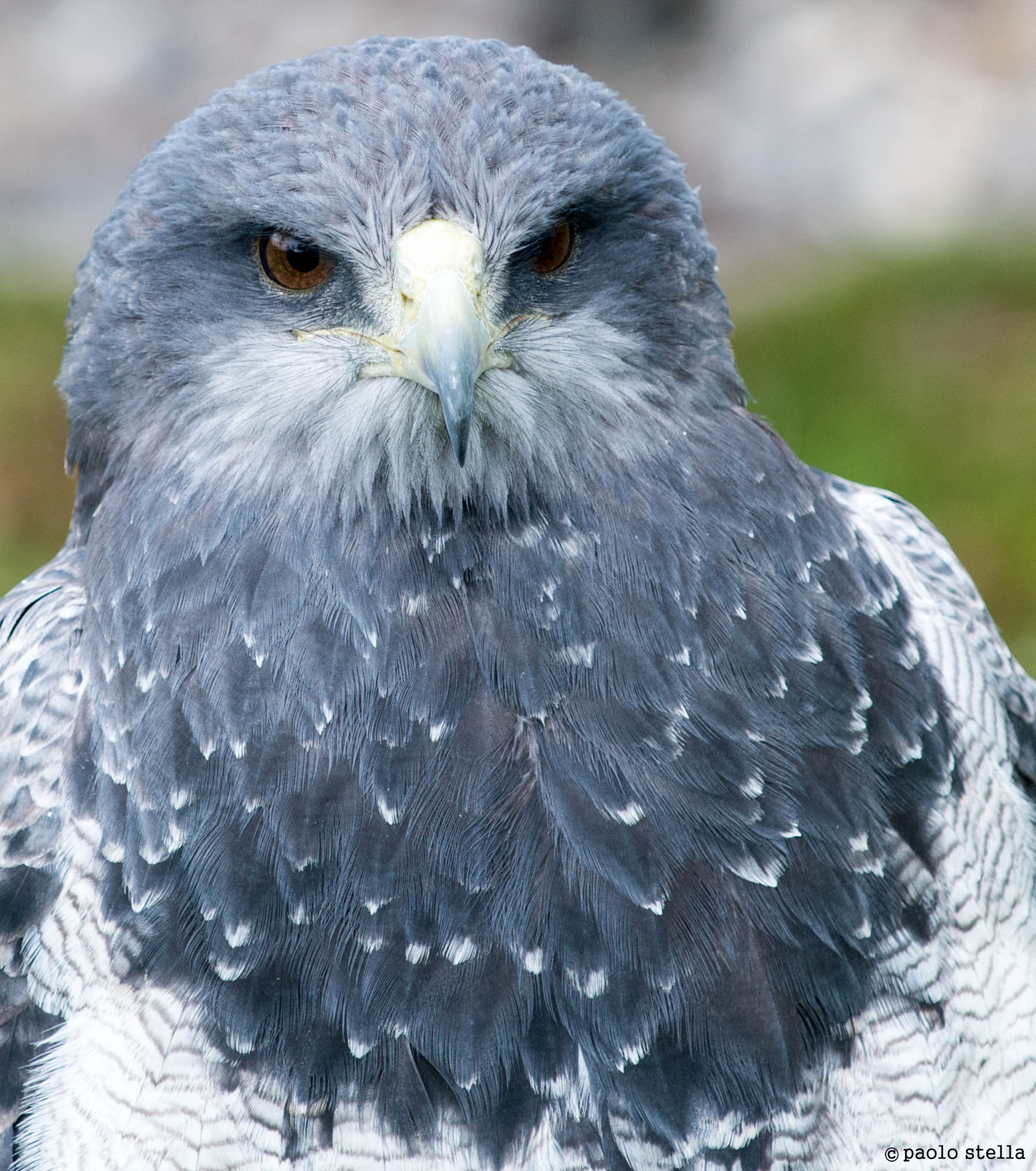 Black-chested Buzzard-Eagle (Geranoaetus melanoleucus)