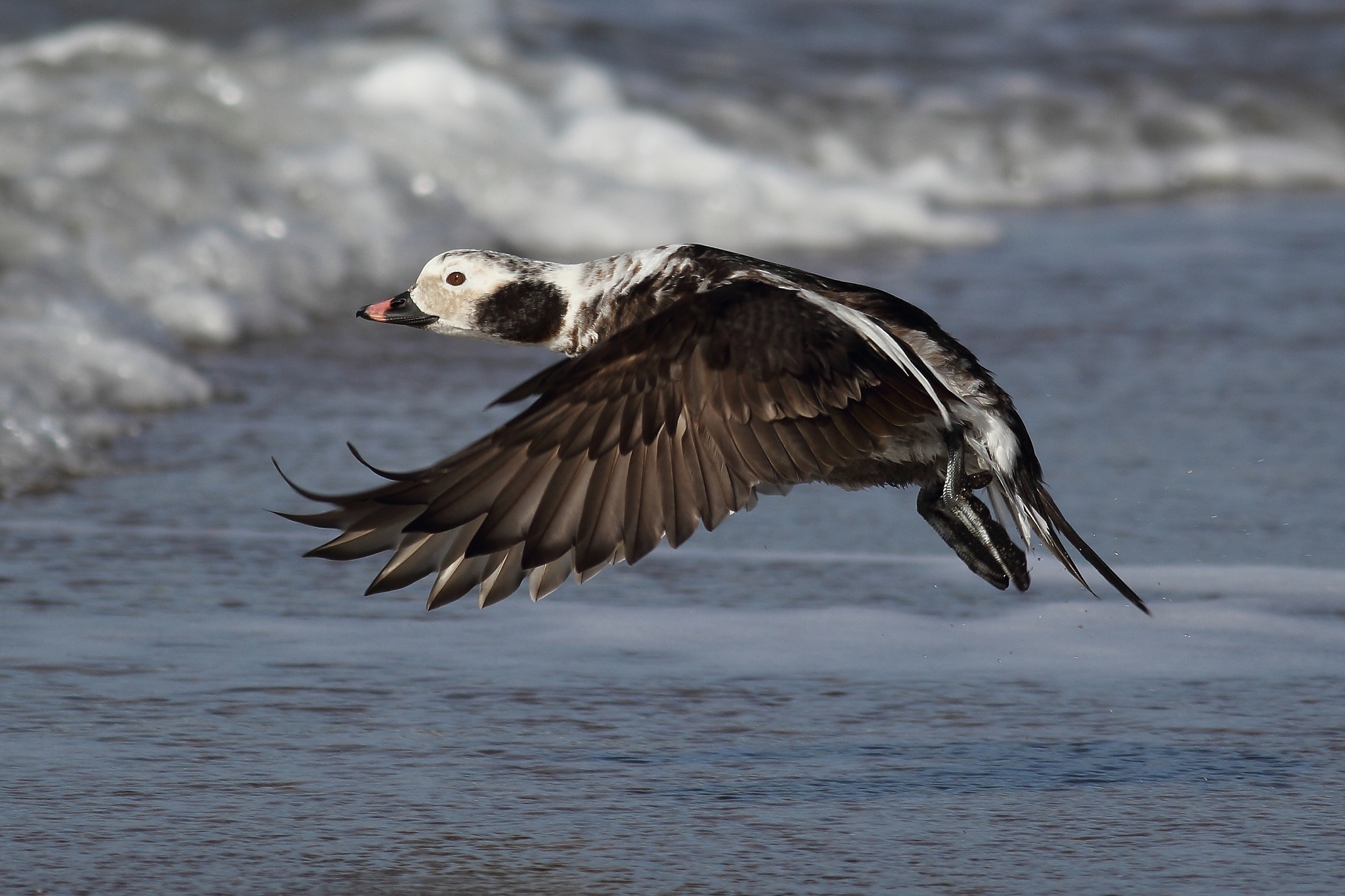 Coda lunga Flying Duck