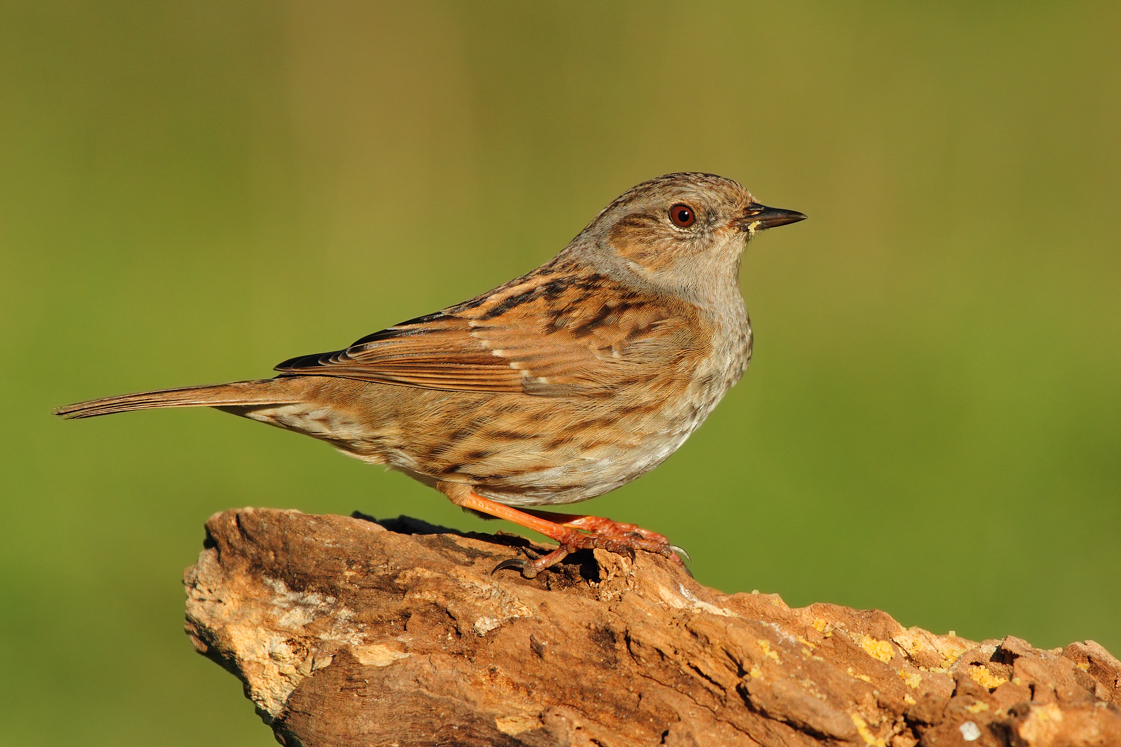 How much I like cookies .........