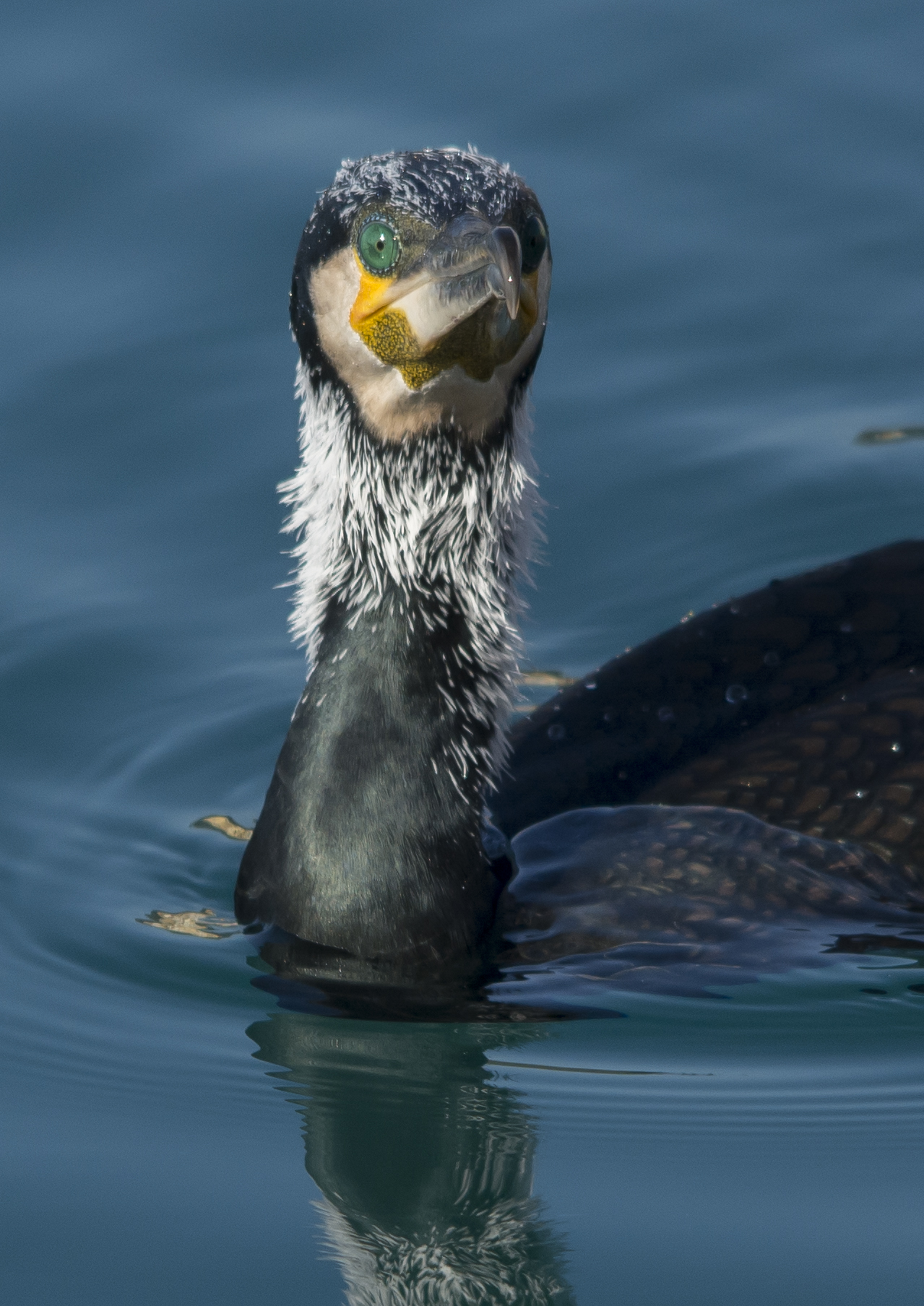 Cormorano