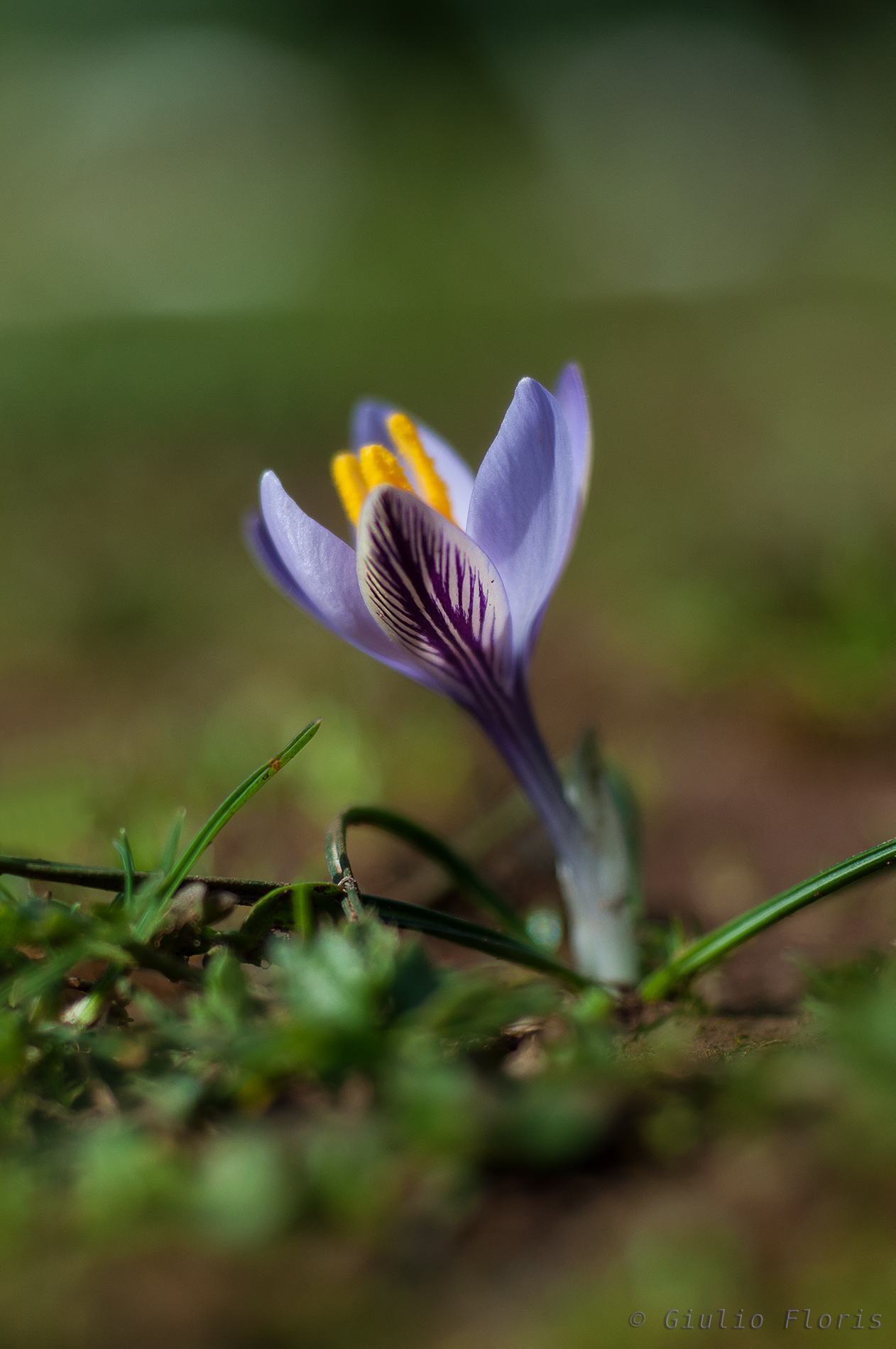 Crocus minimus
