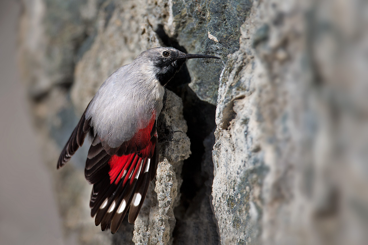 Woodpecker - Wallcreeper