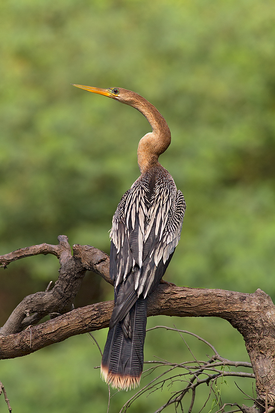 Aninga (Anhinga anhinga)