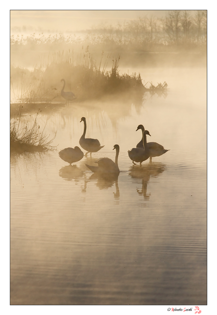 Cigni nell' alba