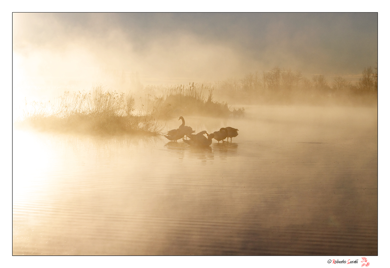 Cigni nell' alba