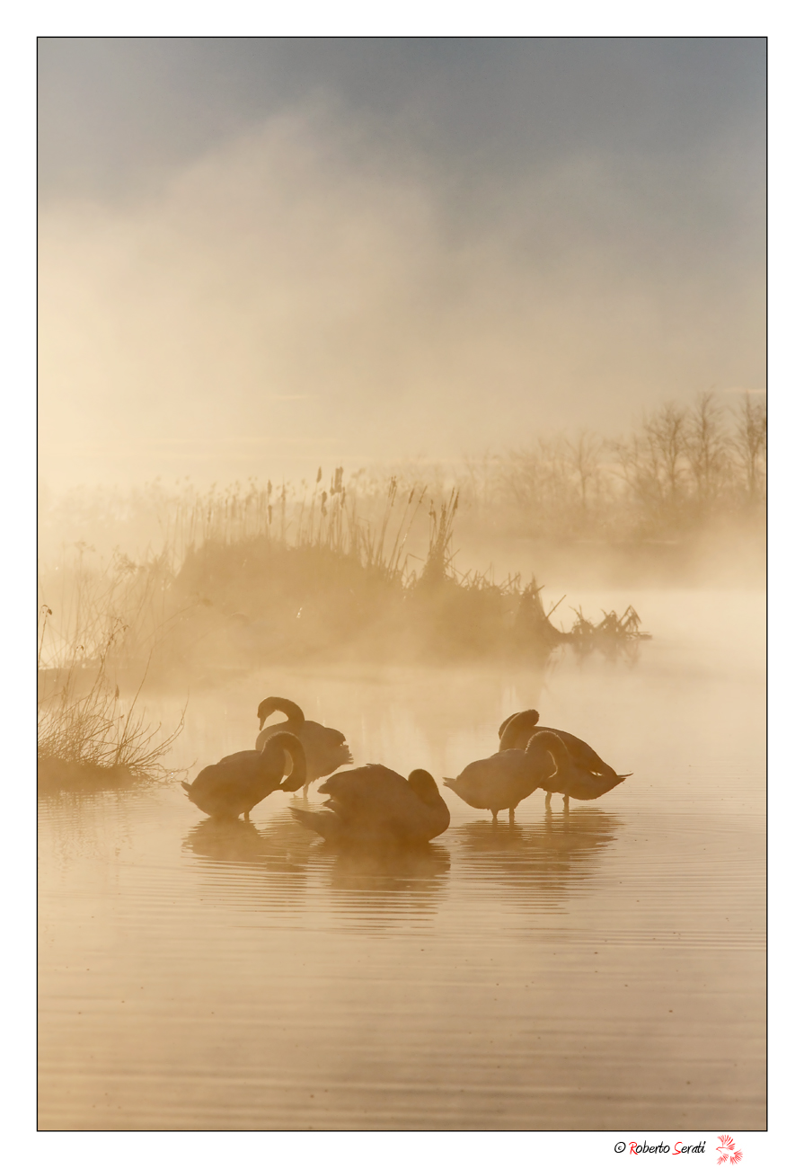 Cigni nell' alba
