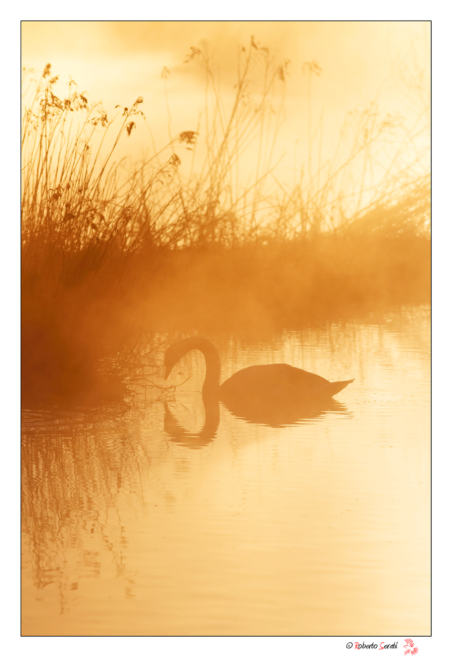 Cigni nell' alba