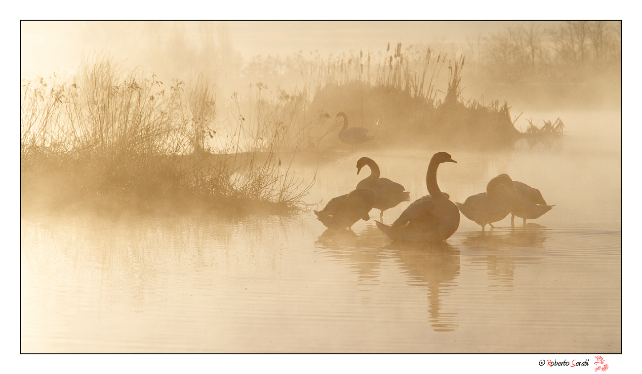 Cigni nell' alba