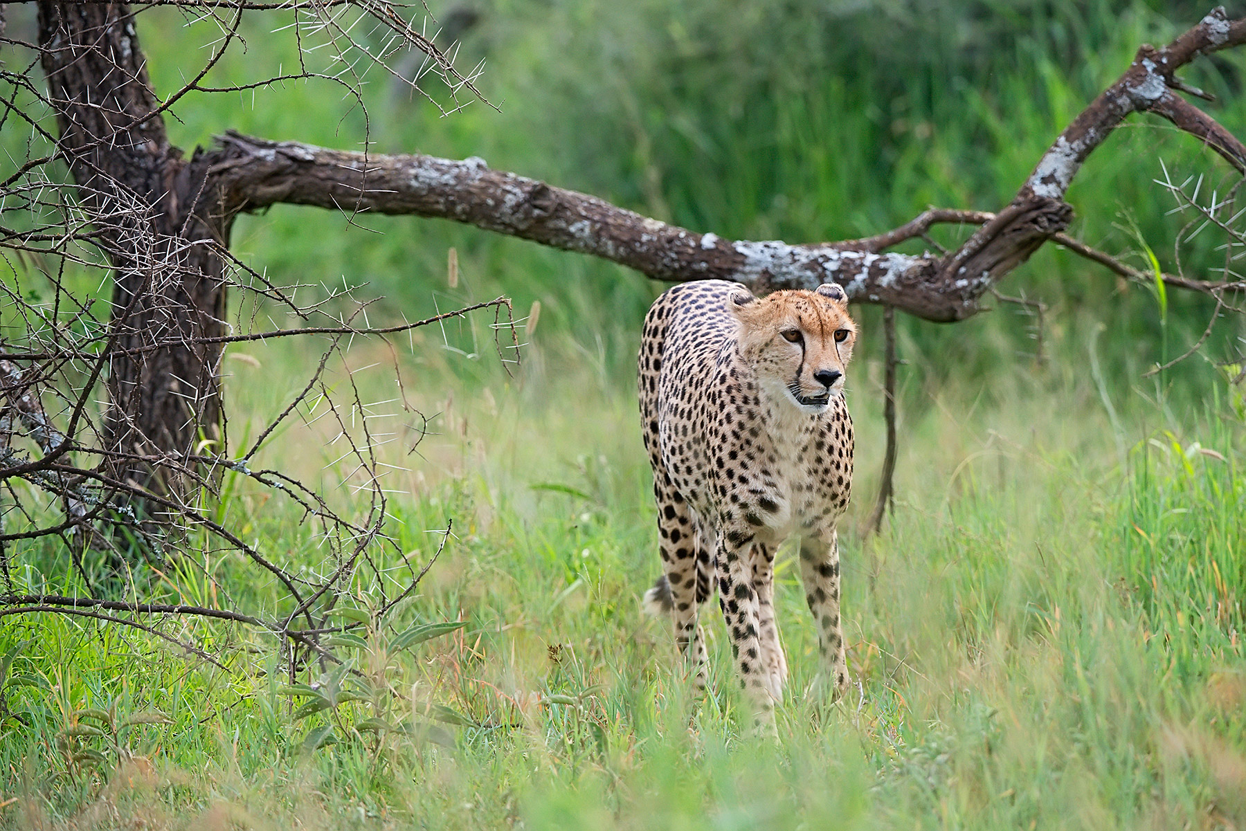 Cheetah in cerca