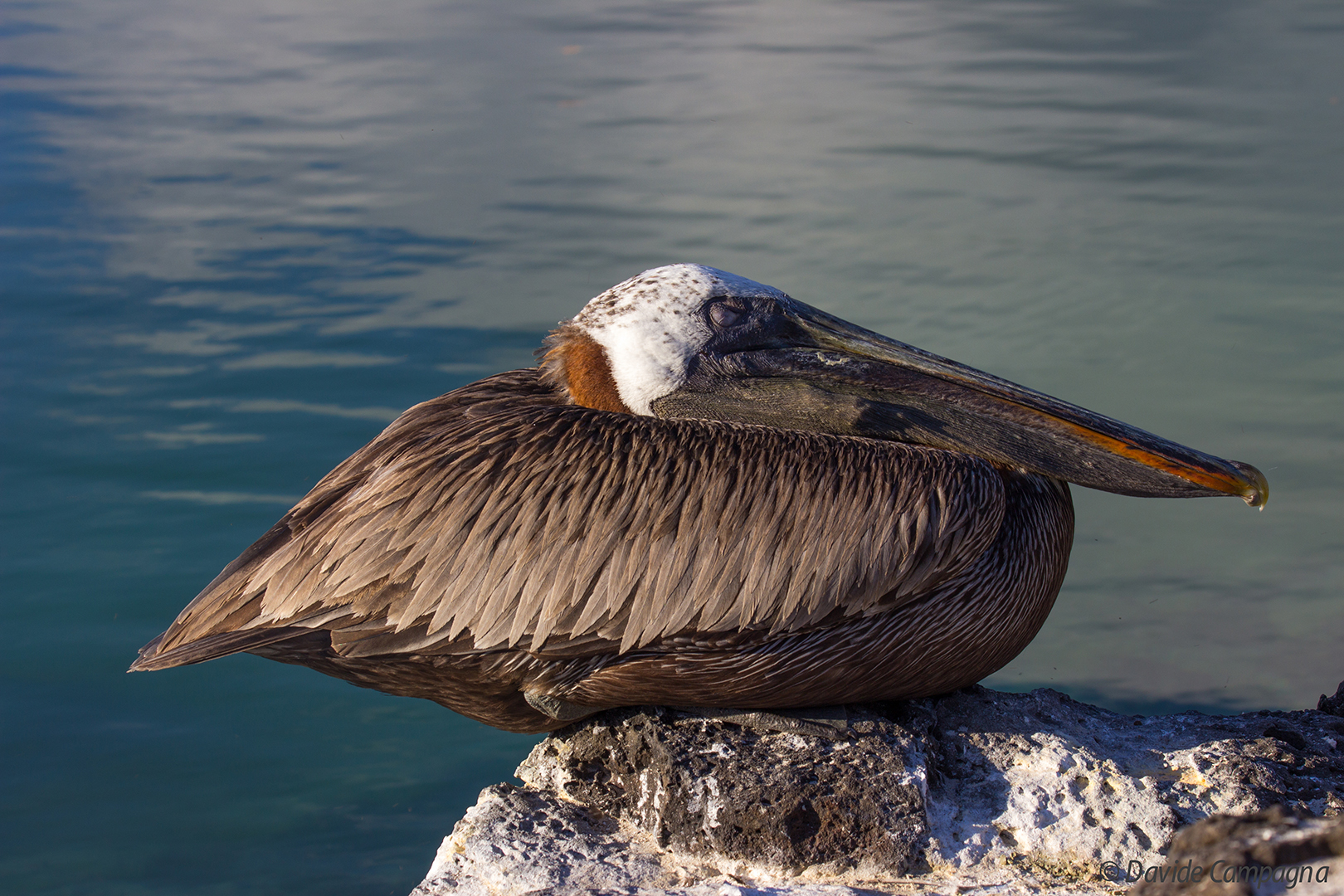 Il pellicano al sole