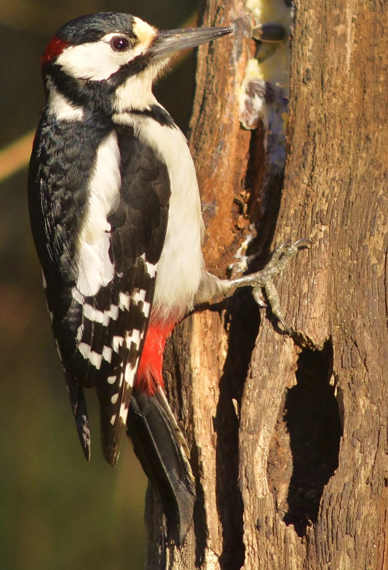 Woodpecker