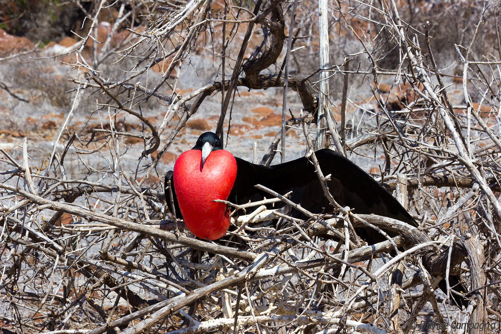 Guardate come mi gonfio!