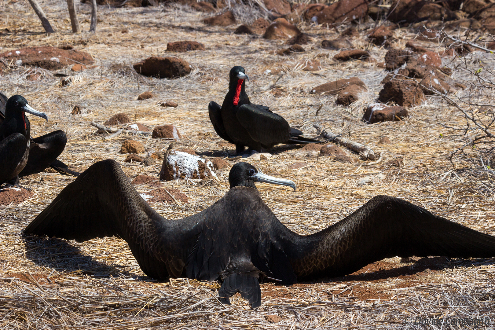 Quà fa un caldo bestia!