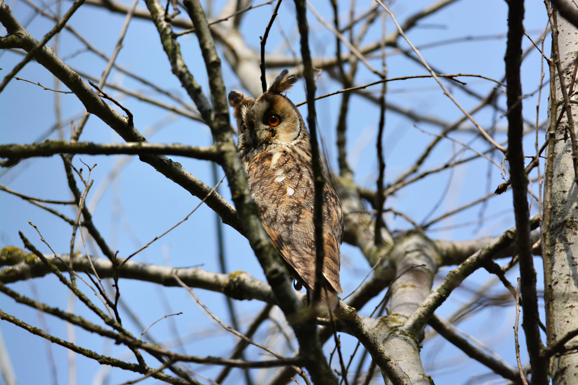 gufo comune osservato speciale