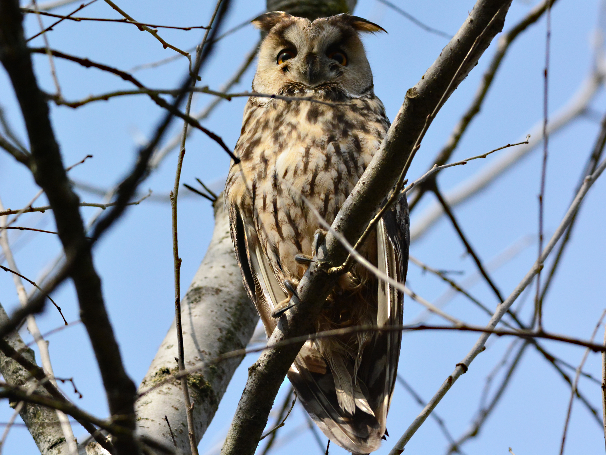 gufo comune nel bosco