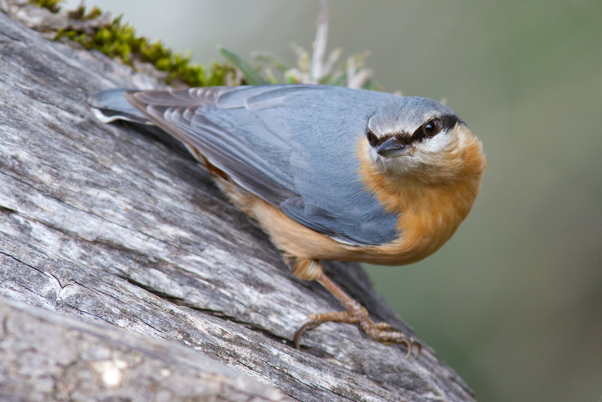 nuthatch