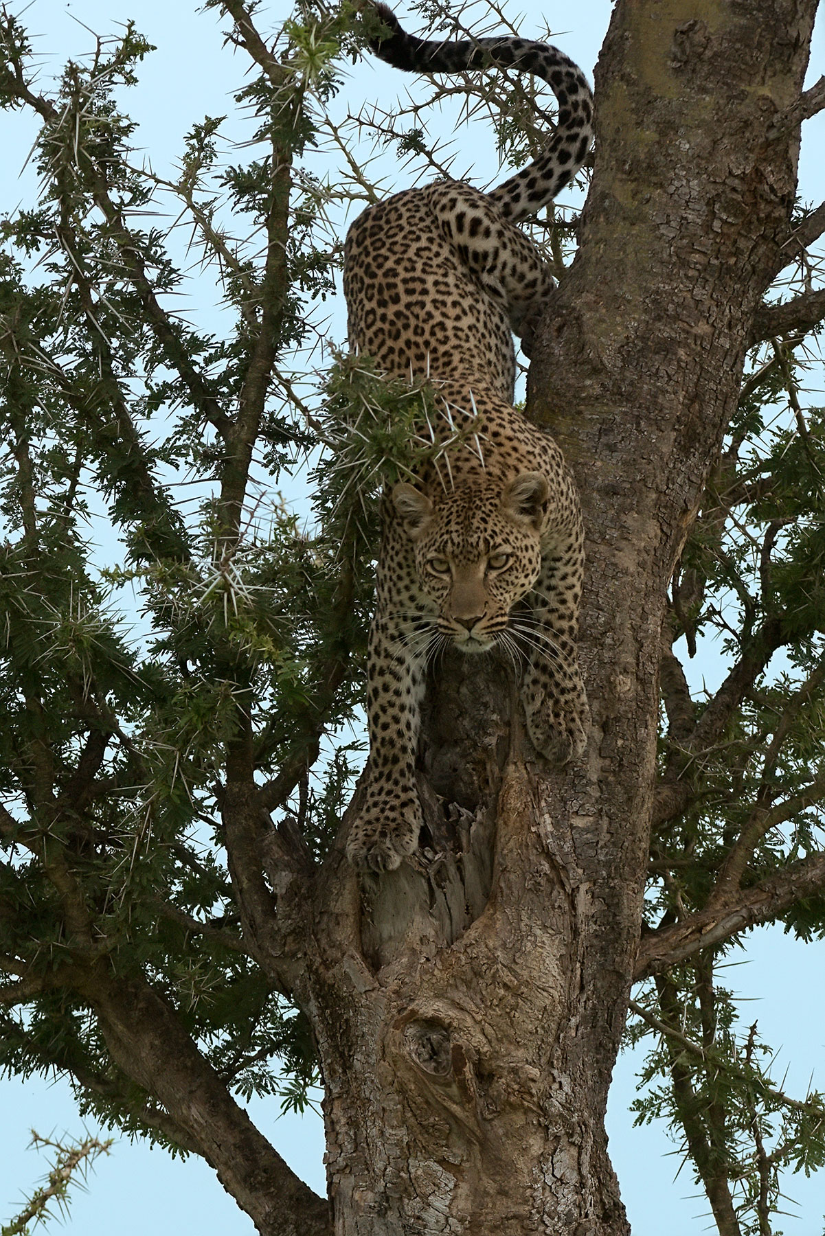 Leopardo e Thorn tree