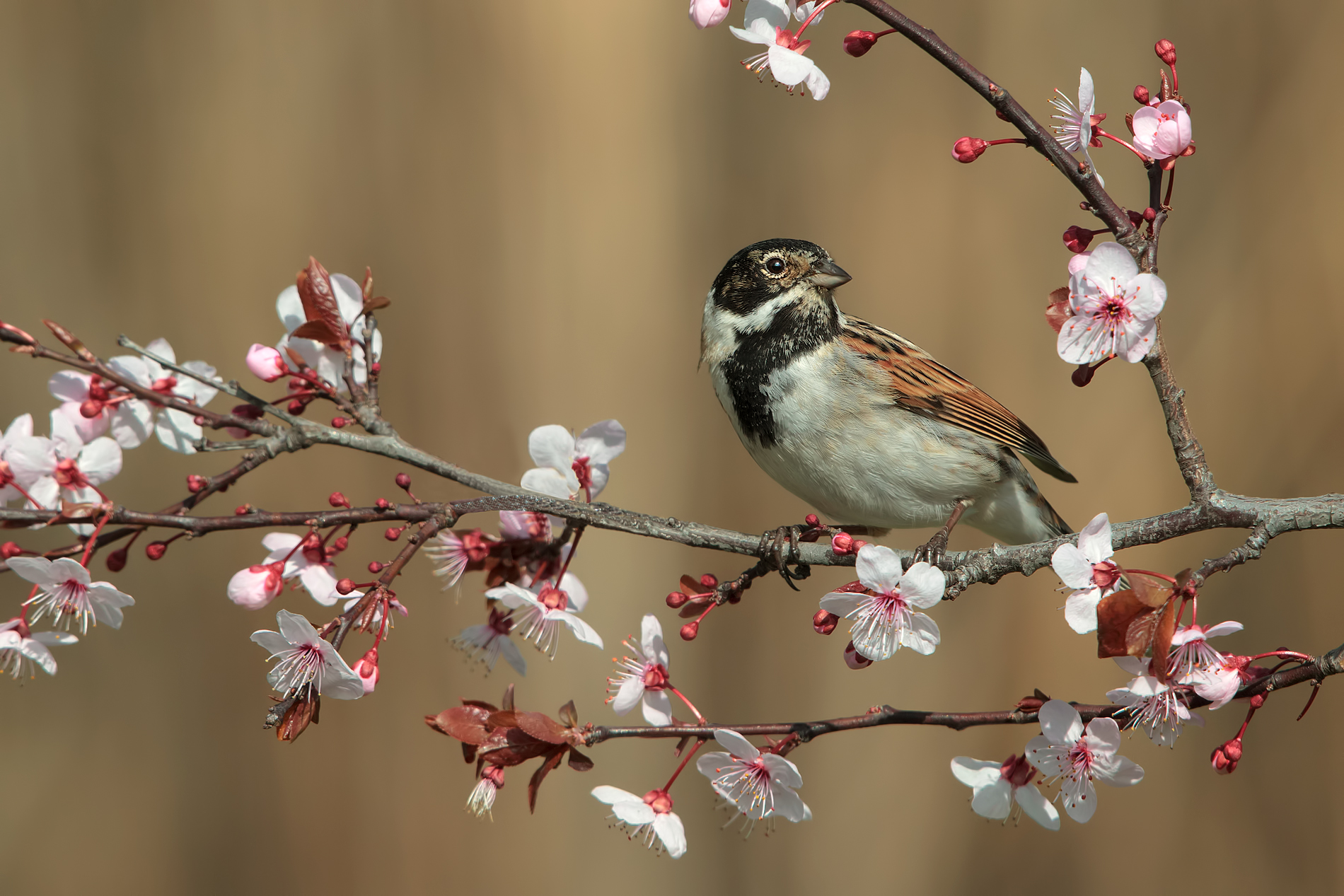 Migliarino di palude
