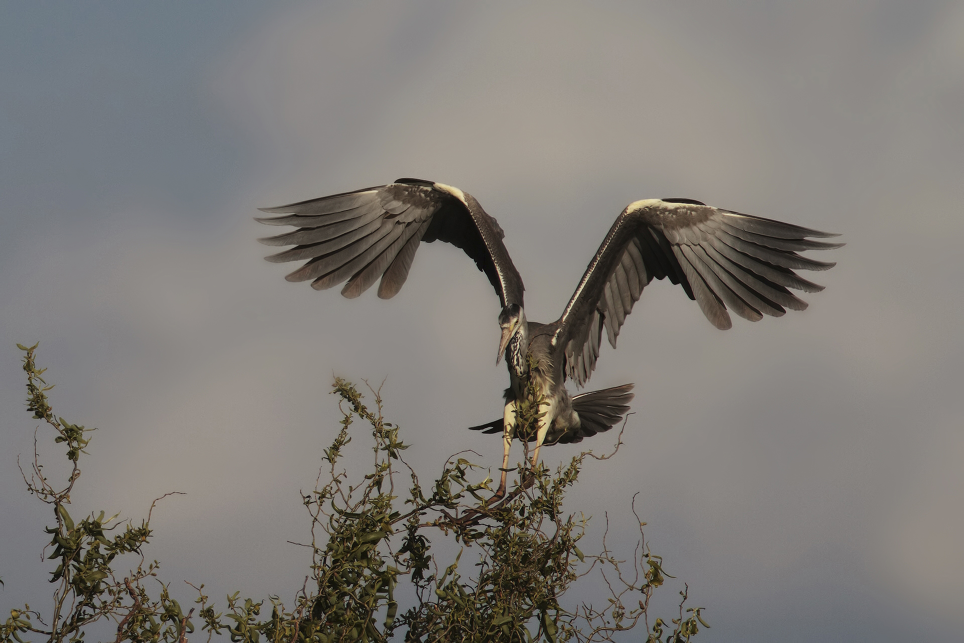 return to the heronry ...