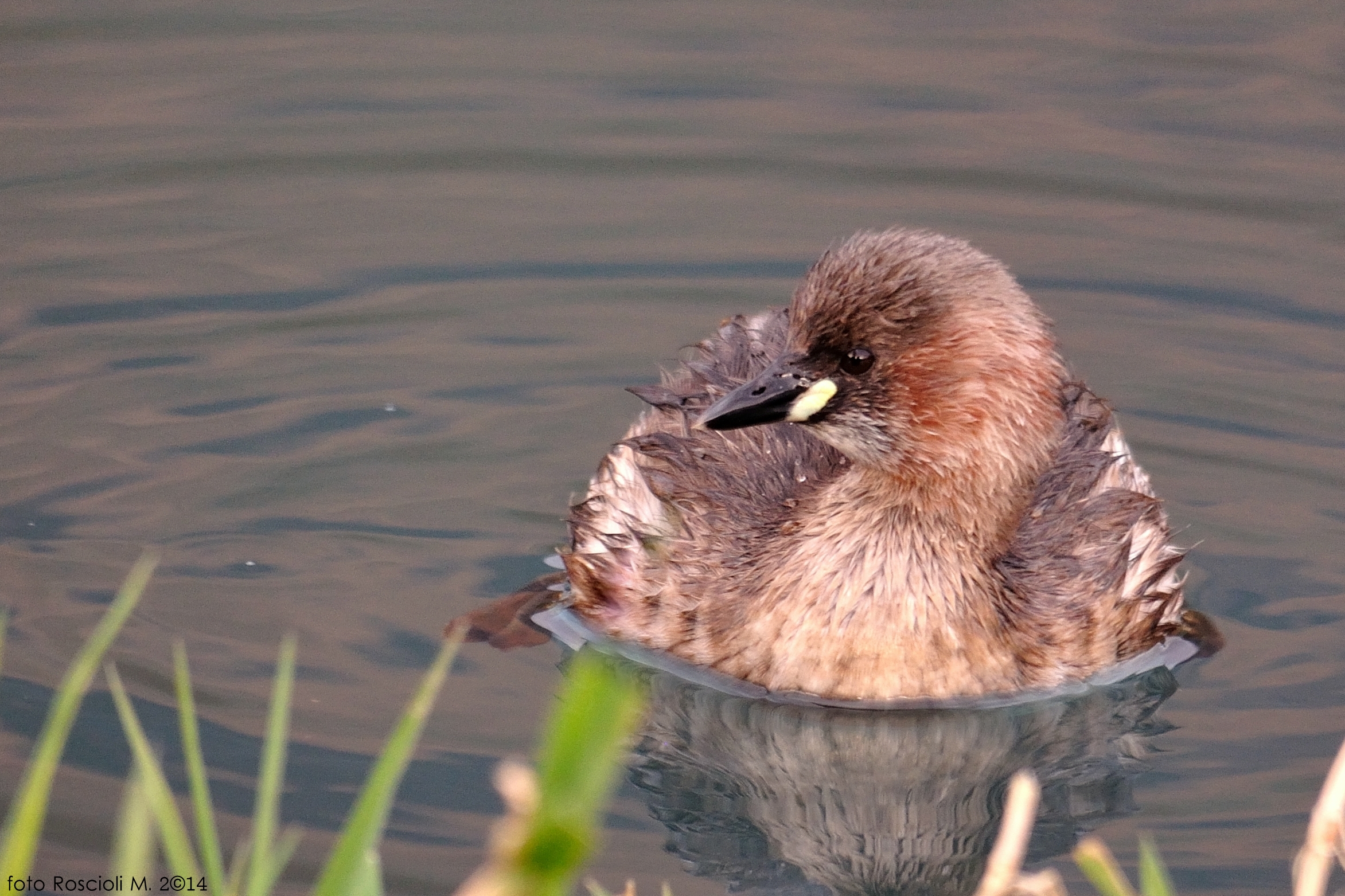 Little Grebe
