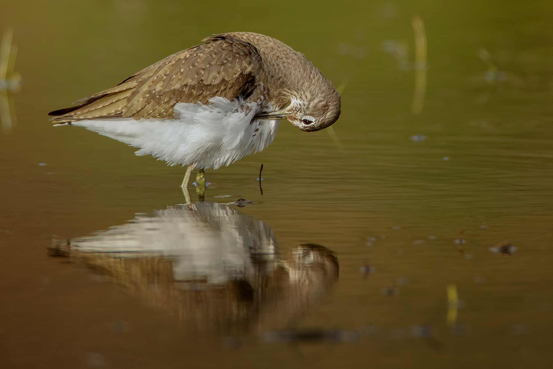 Sandpiper (Culbianco..?)