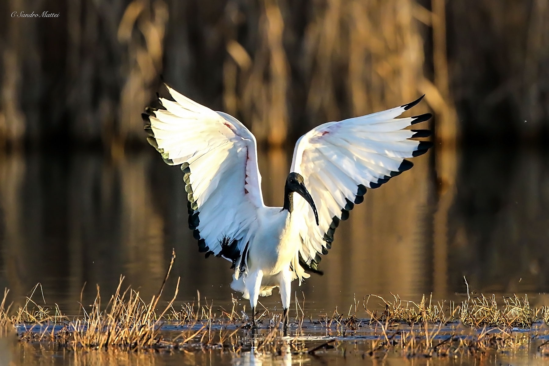 Sacred Ibis (White)