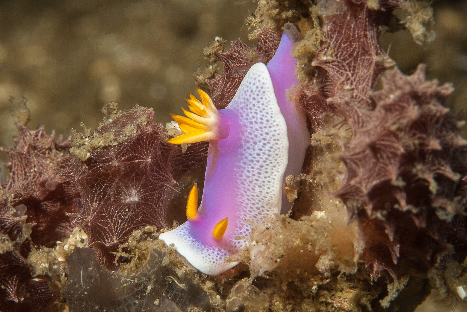 hipselodoris apolegma