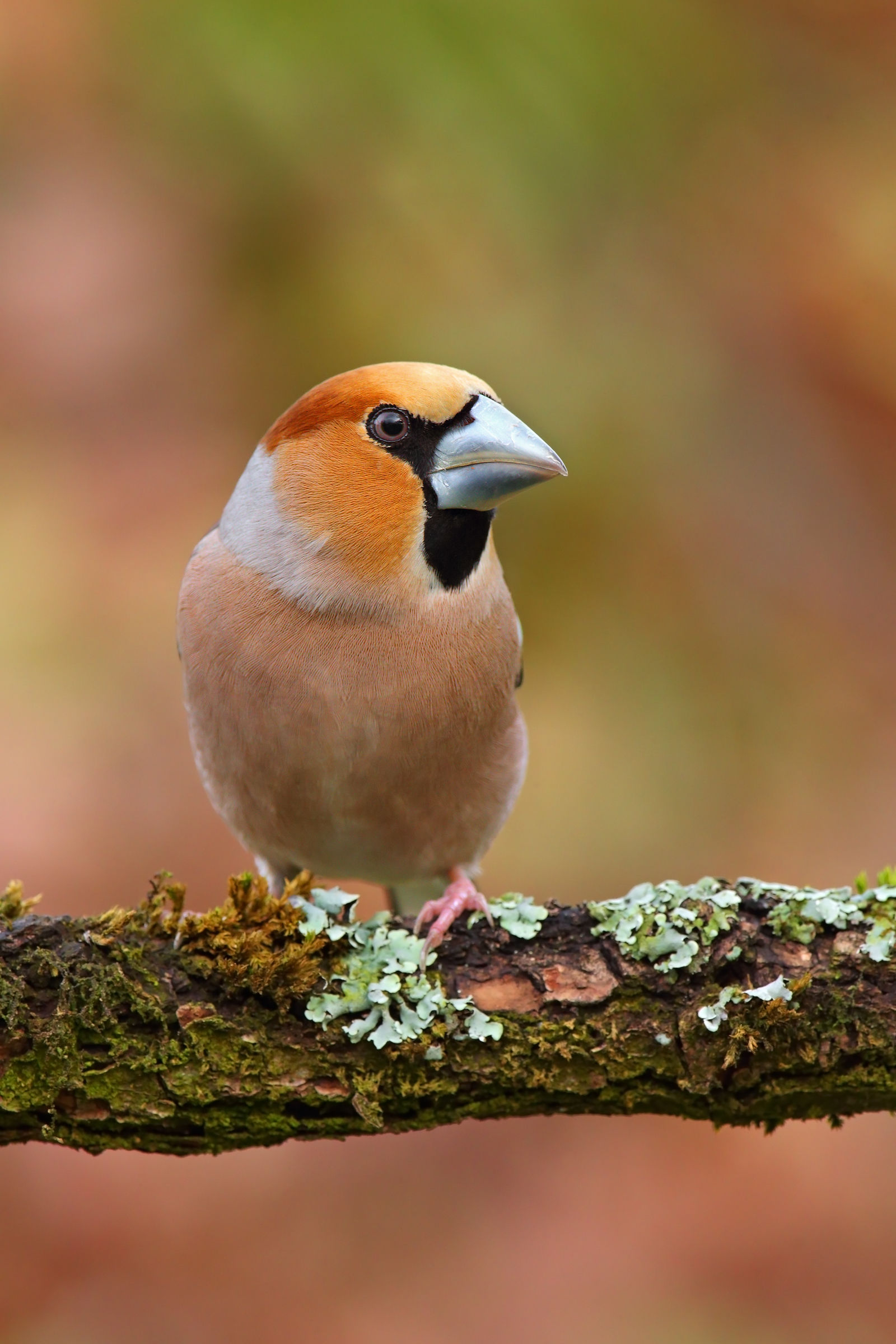Hawfinch