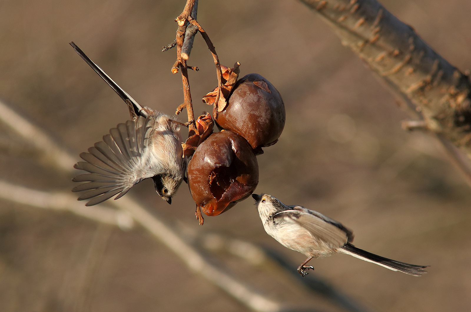 Piatto ricco mi ci ficco!!!!!!
