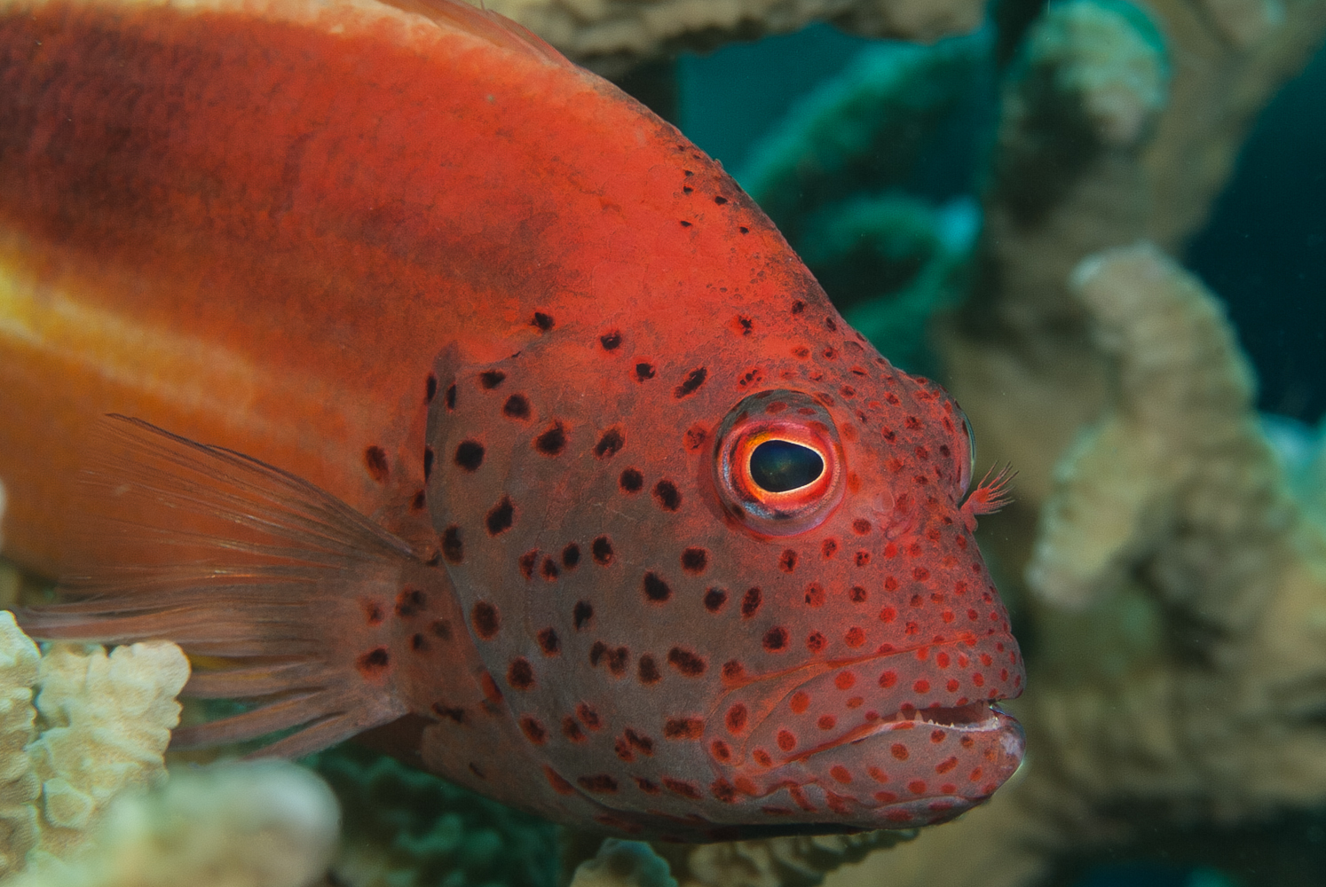 Paracirrhites forsteri